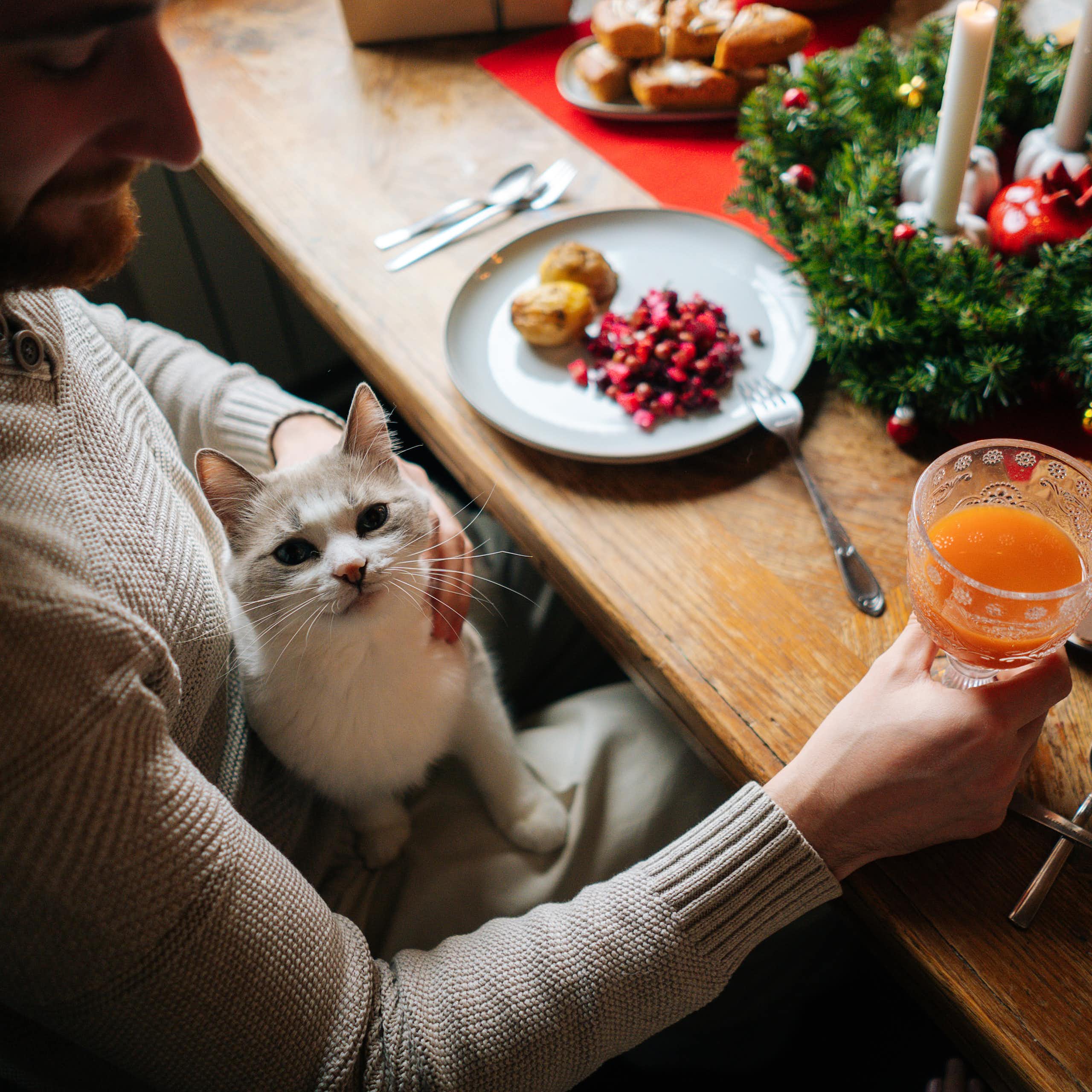 Un chat assis sur les genoux d'un homme, à côté d'une table rempli de victuailles