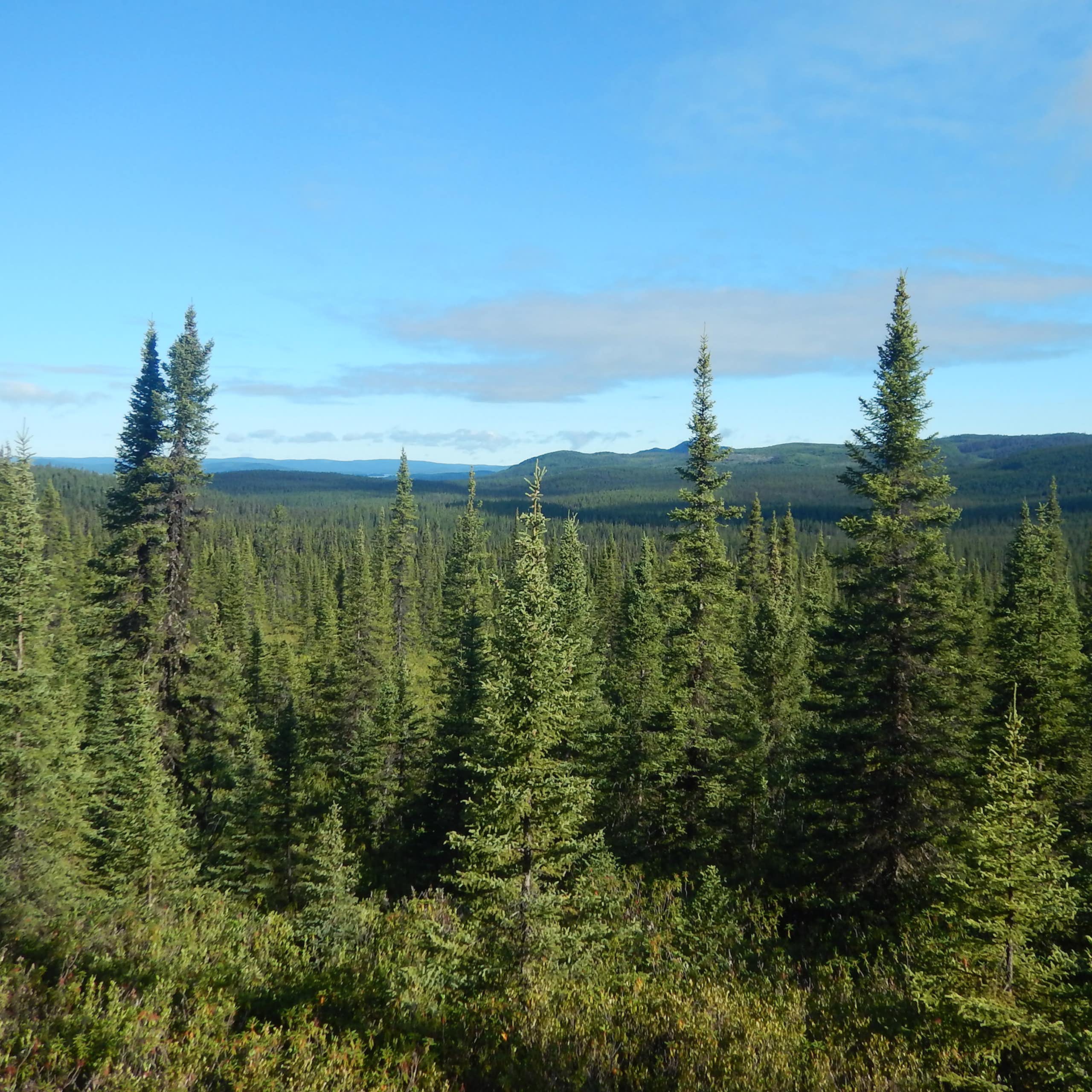 forêt
