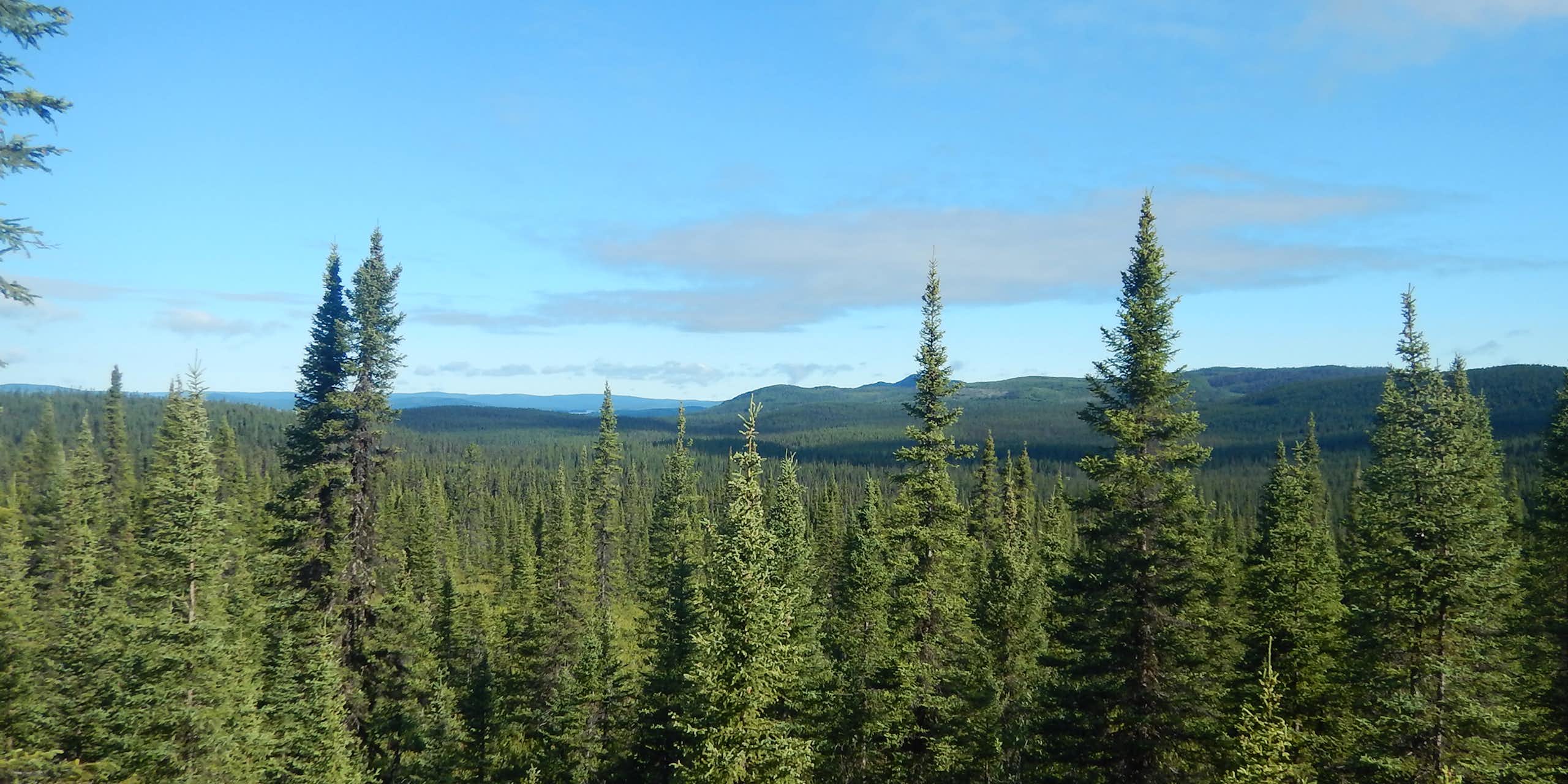 forêt