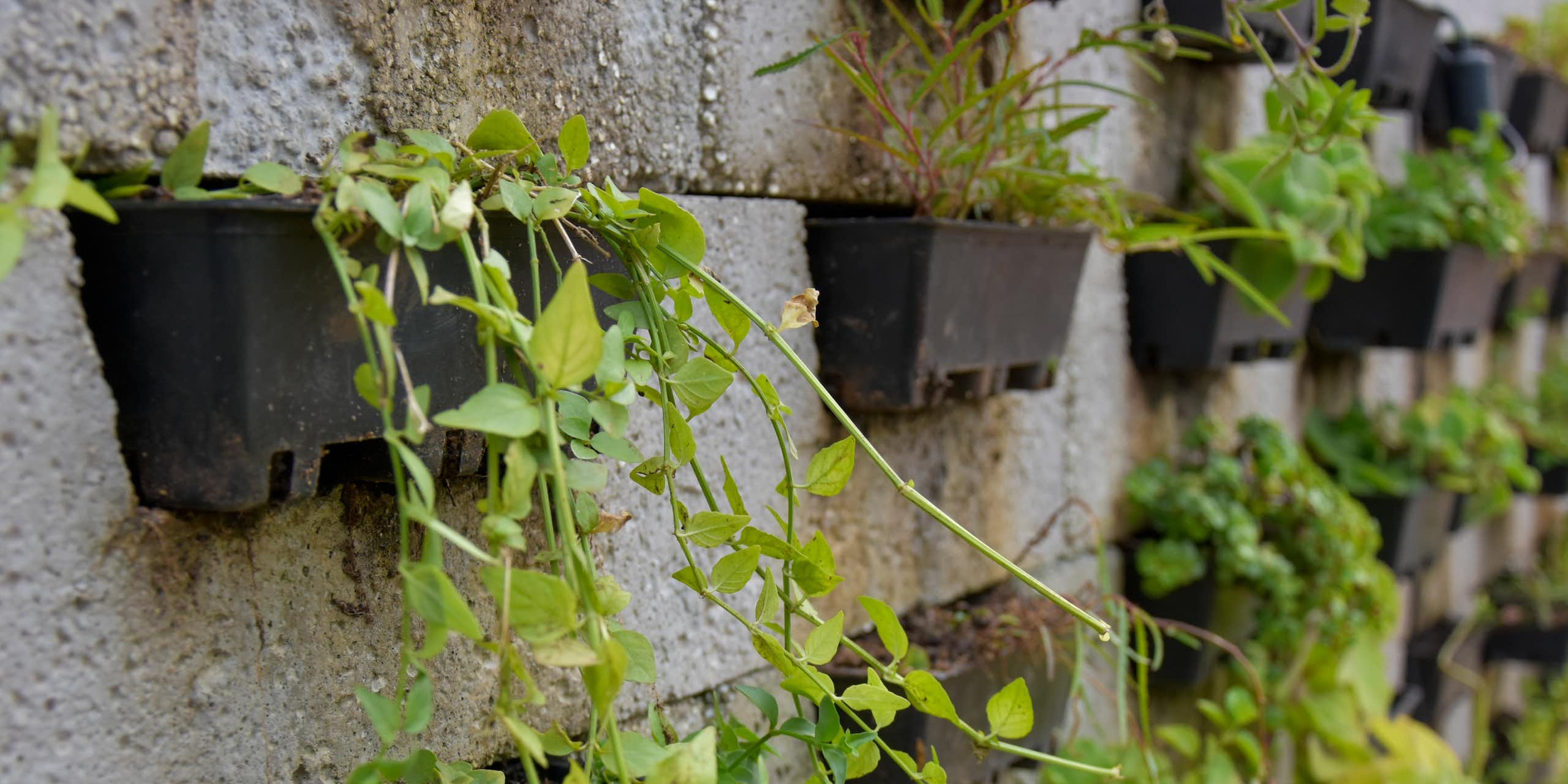 Plants growing out of flower pots placed on a wall