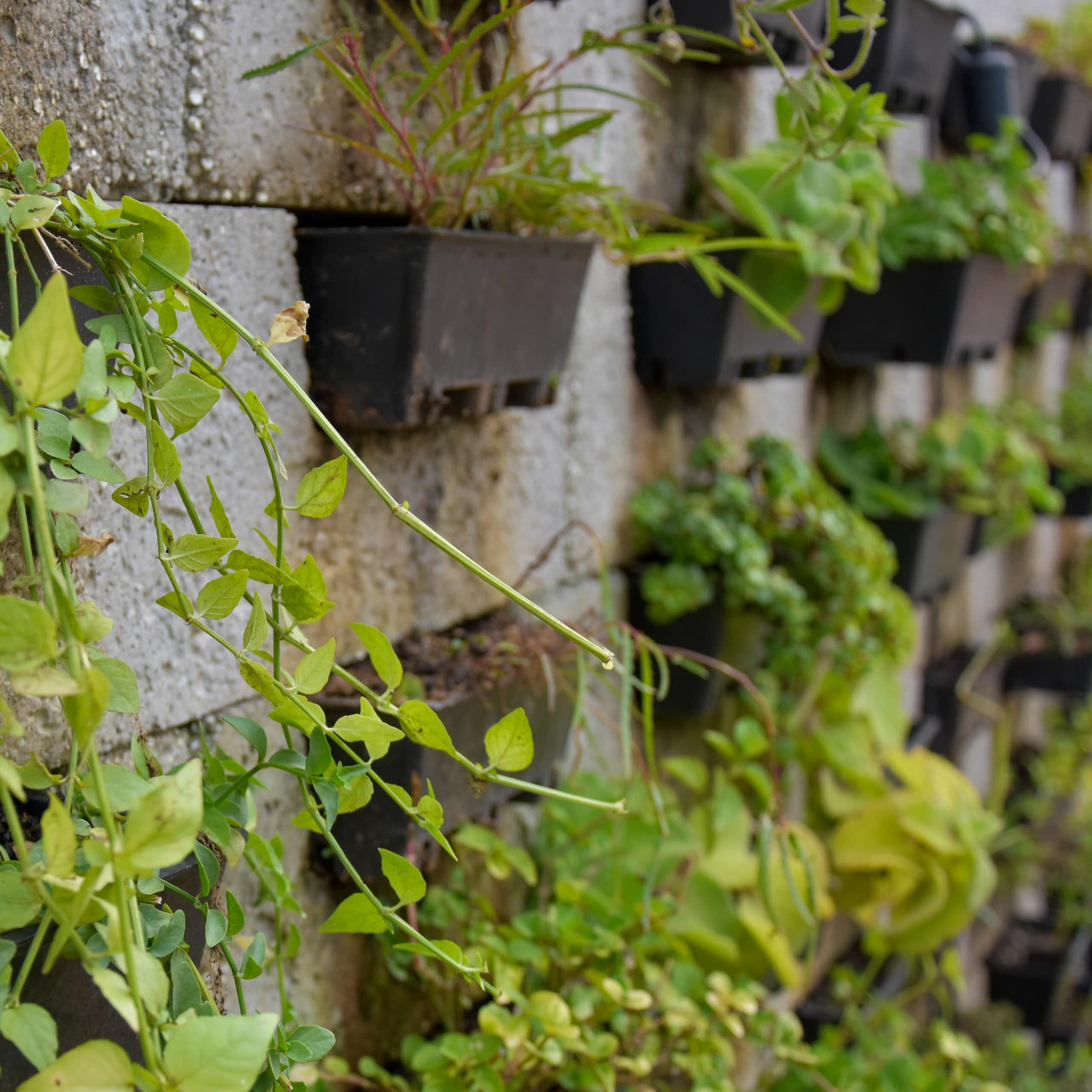 Plants growing out of flower pots placed on a wall