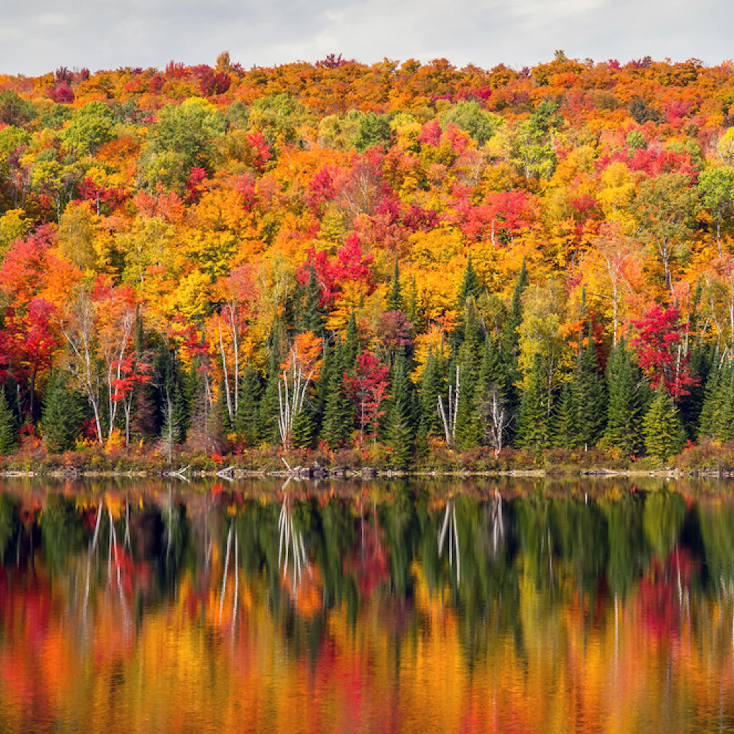 forêt en automne
