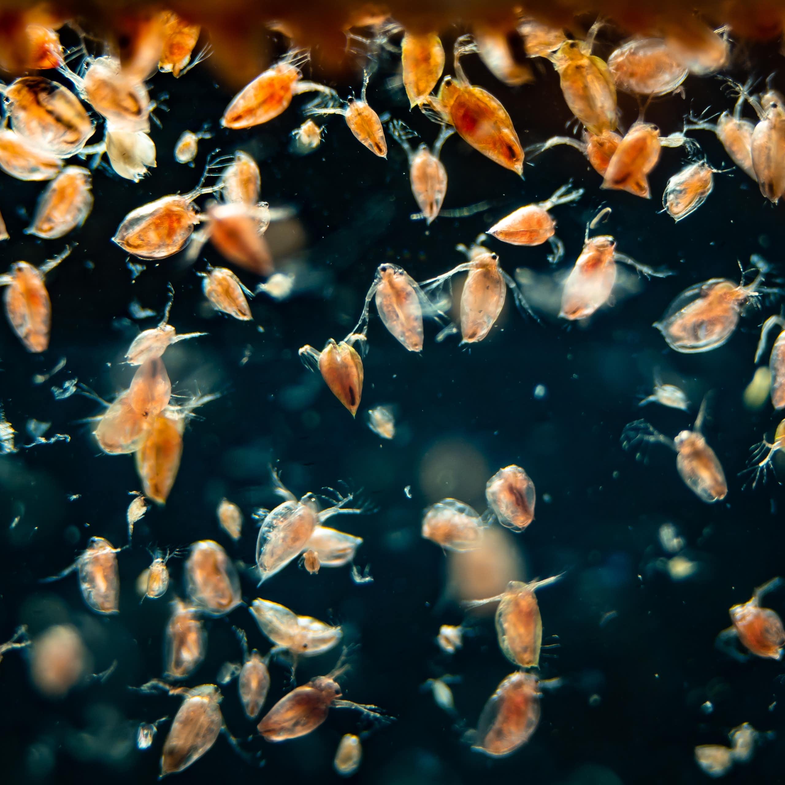 minuscules créatures rosées flottant dans l'eau