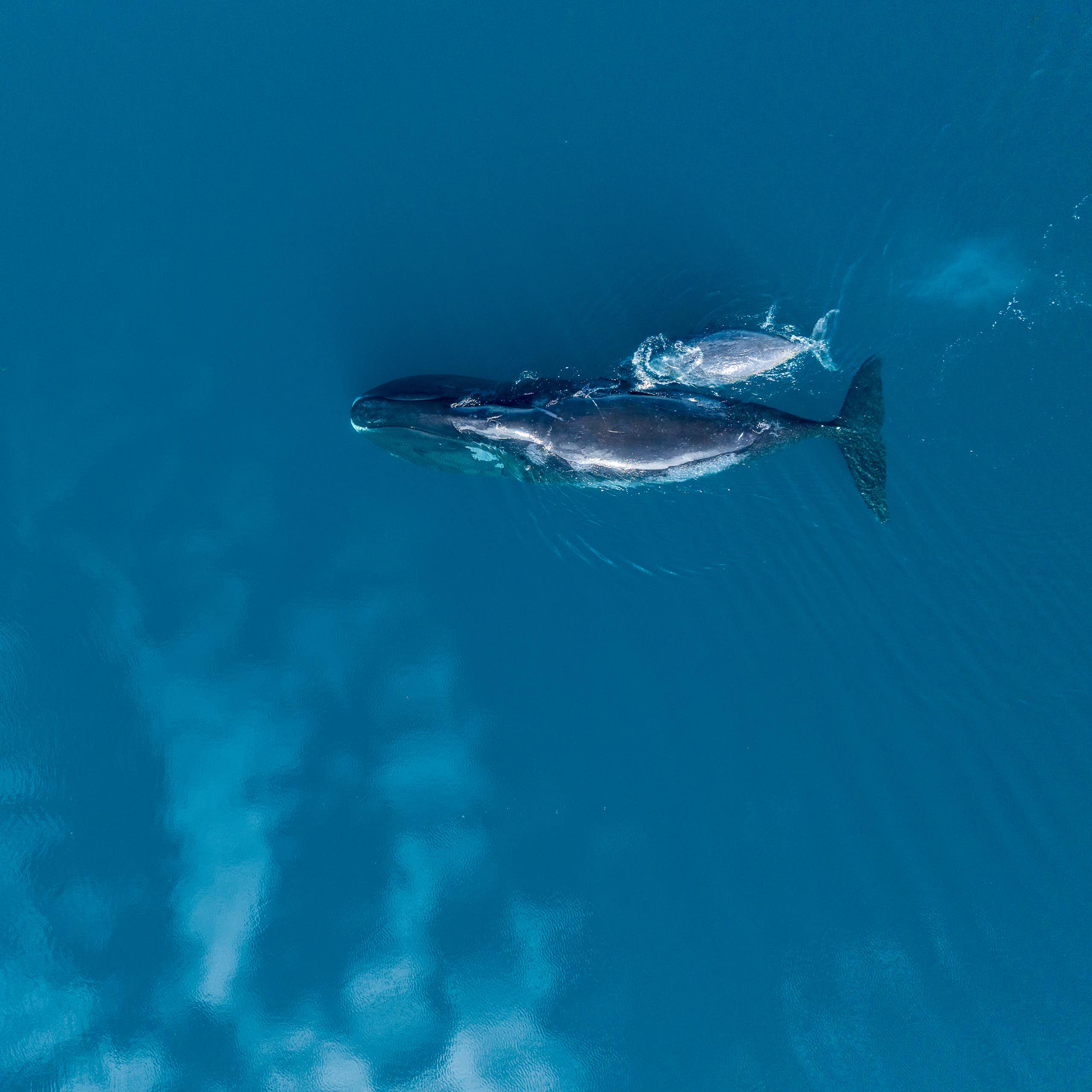A bowhead whale mother and calf in the eastern Canadian Arctic.