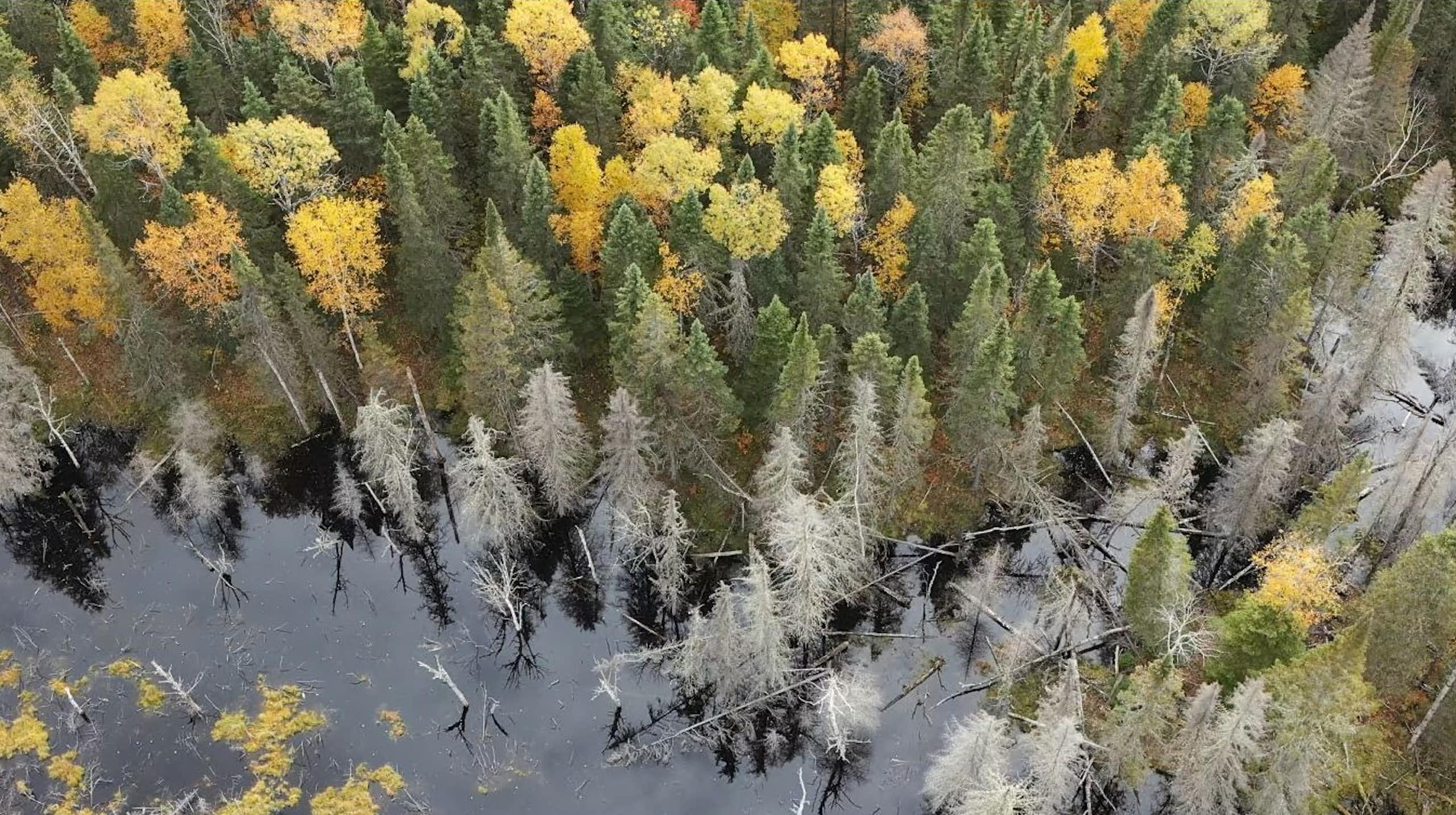 Forêt d'arbres de plusieurs couleurs