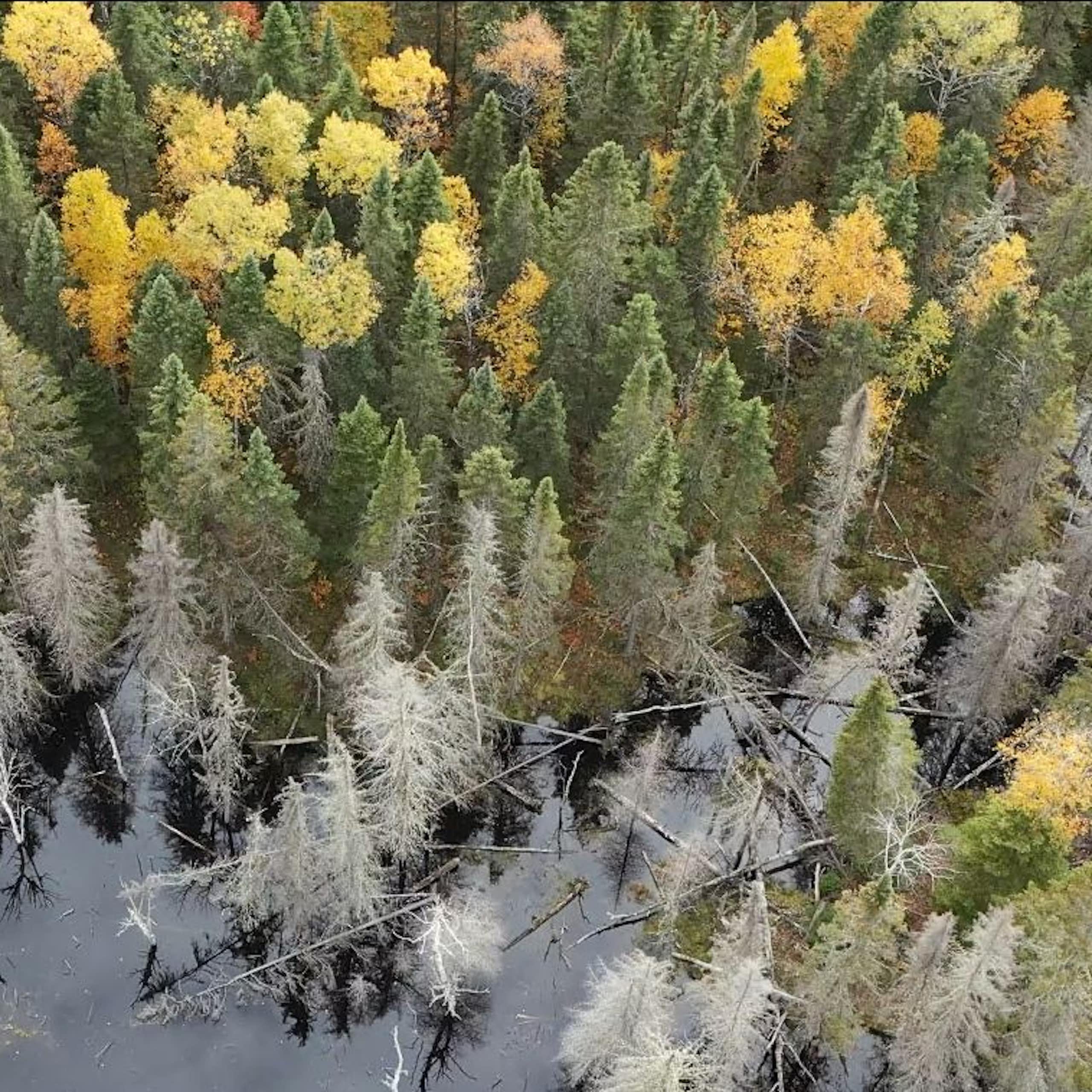 Forêt d'arbres de plusieurs couleurs
