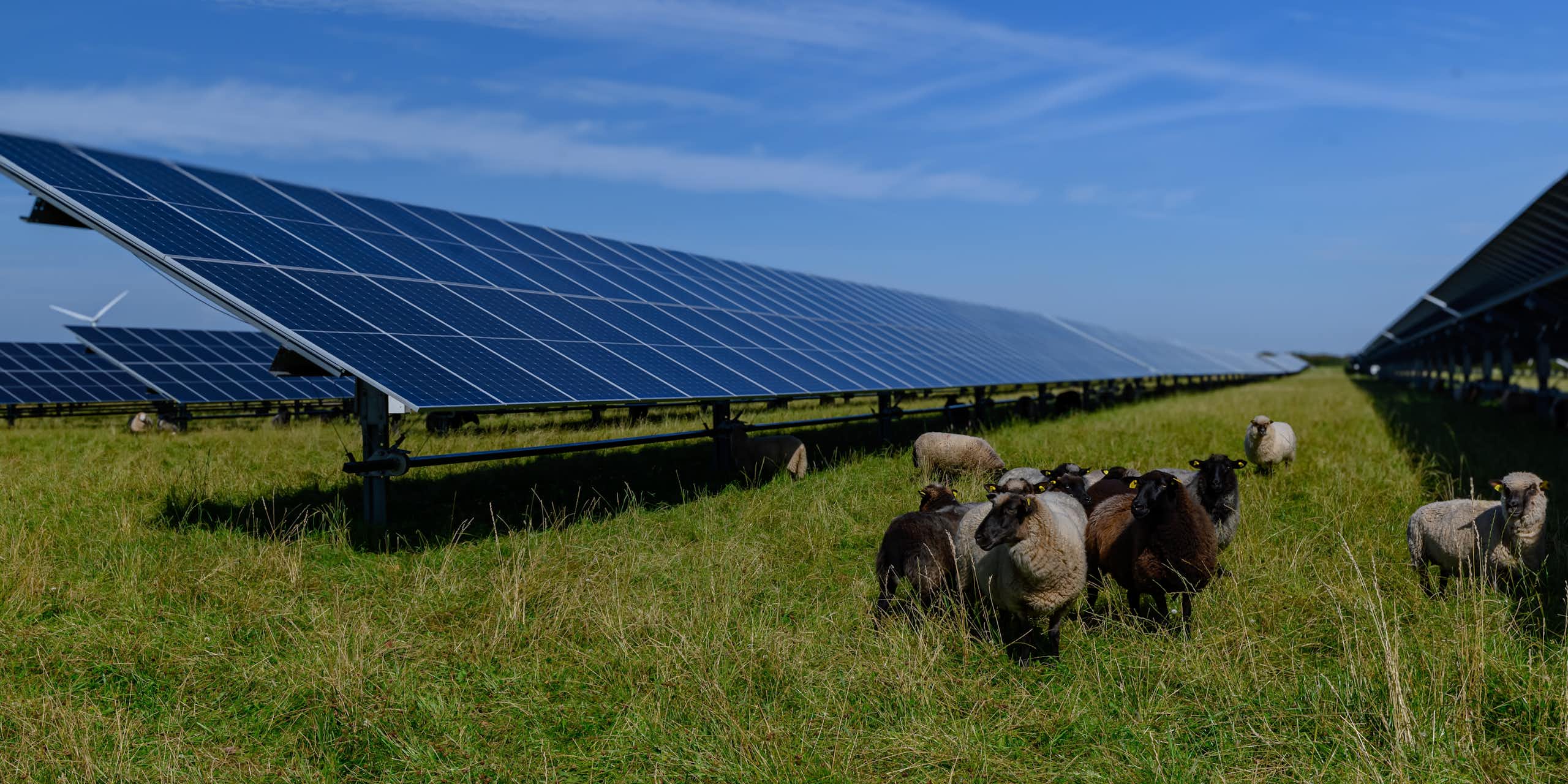 Sheep standing next to rows of solar panels in a field. 