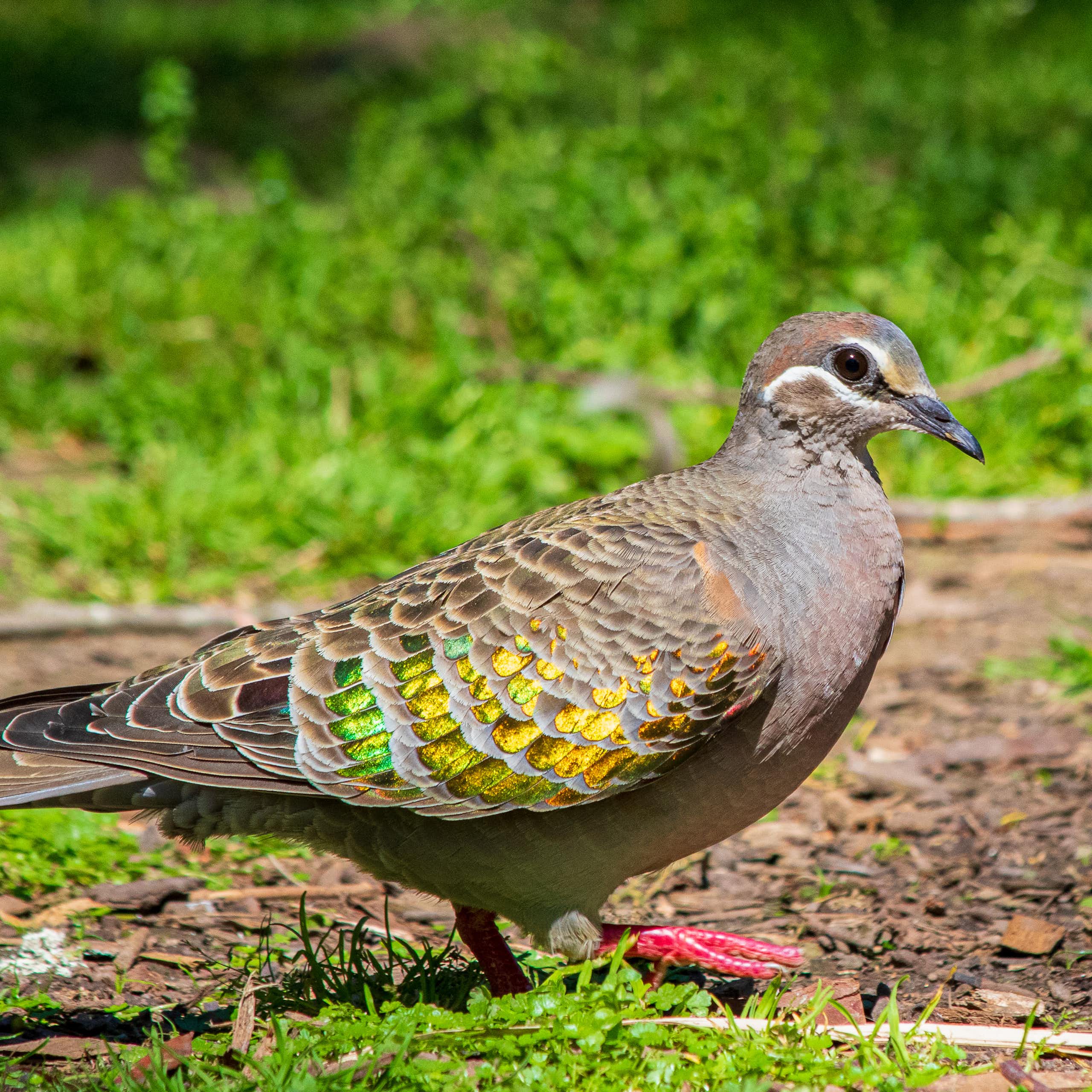 Shrinking wings, bigger beaks: birds are reshaping themselves in a warming world