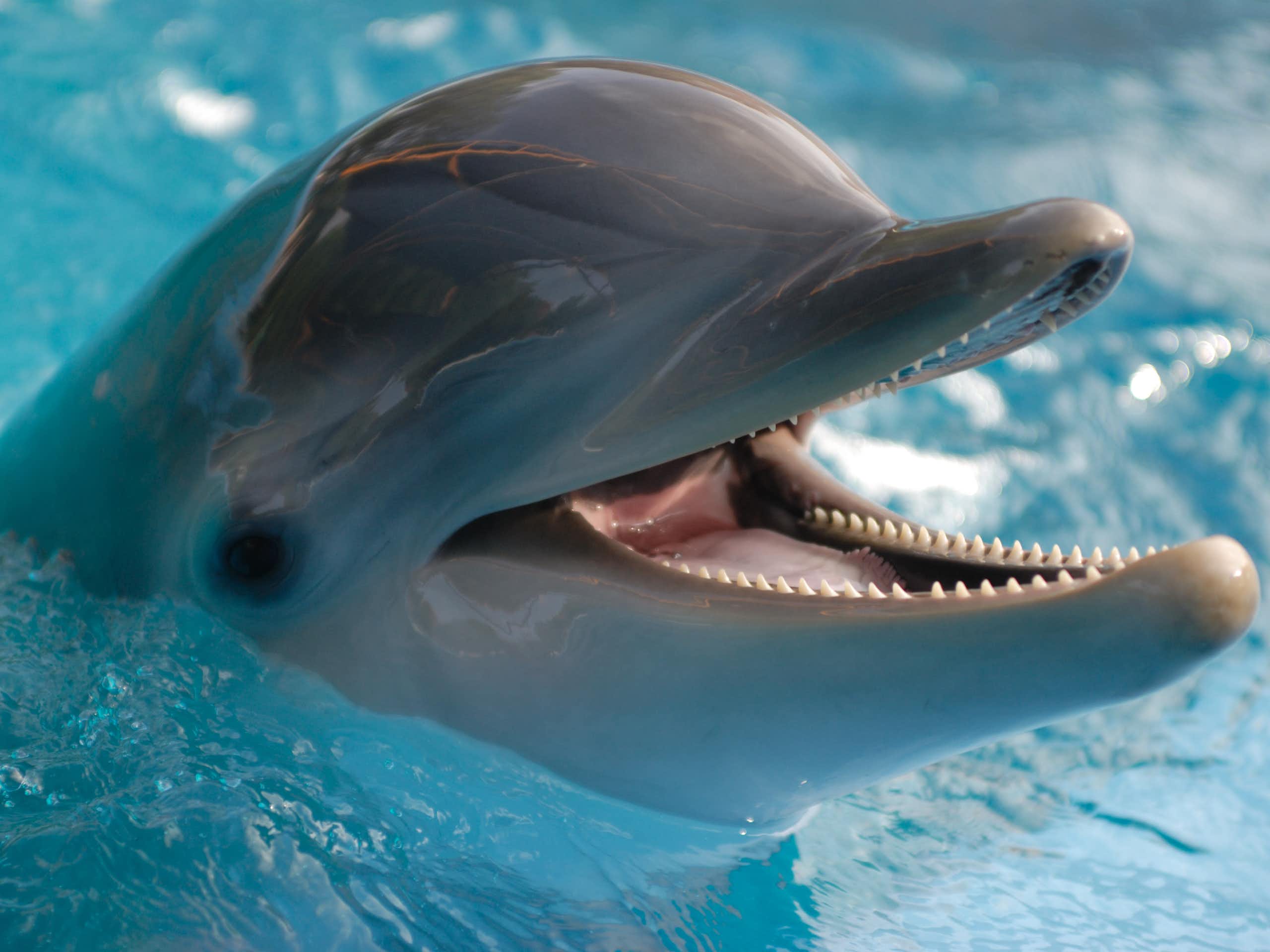 A close up of a bottlenose dolphin's head. The dolphin has an open mouth and is smiling.
