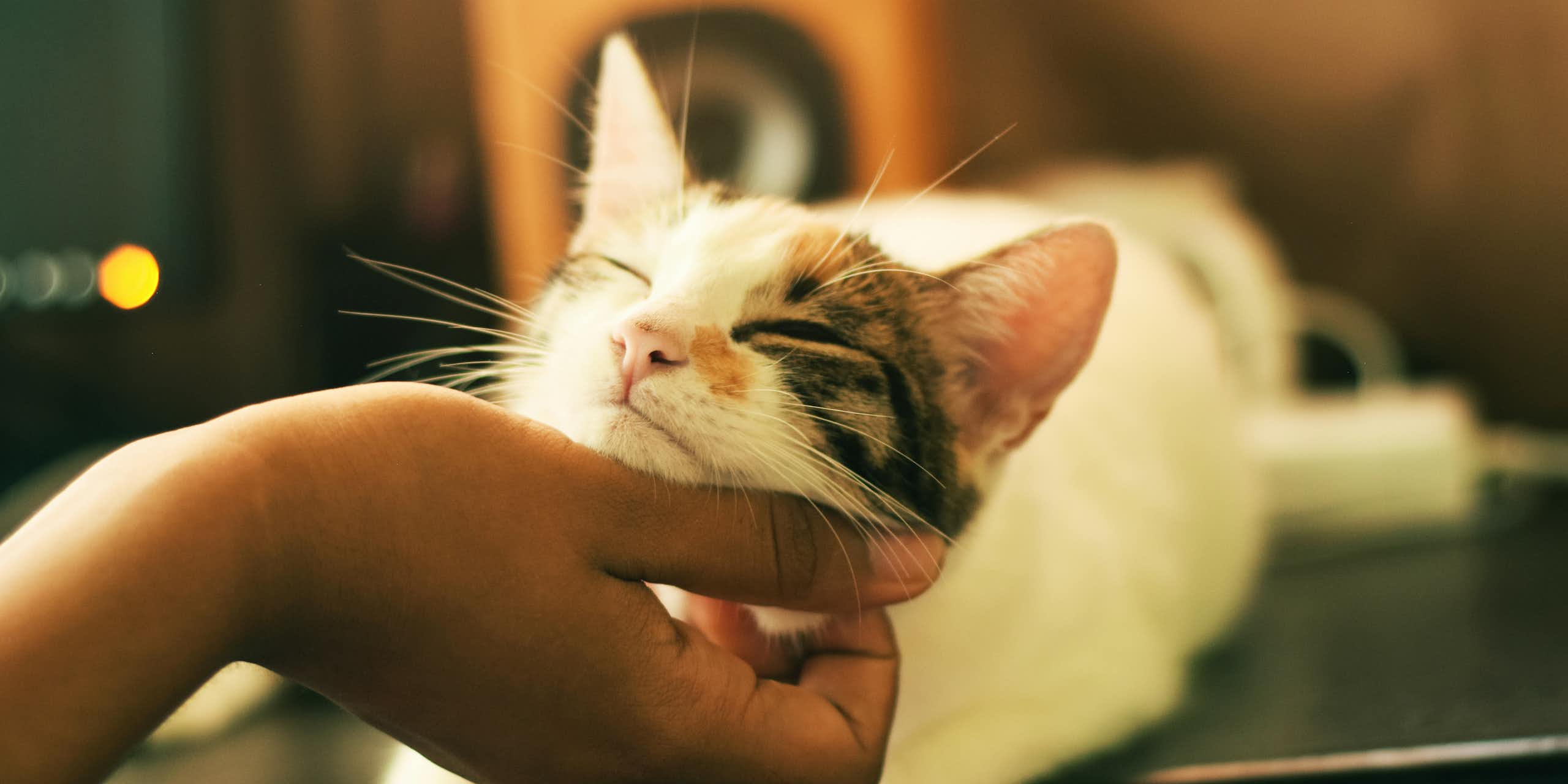 Uma mão coça o queixo de um gato malhado que parece feliz.
