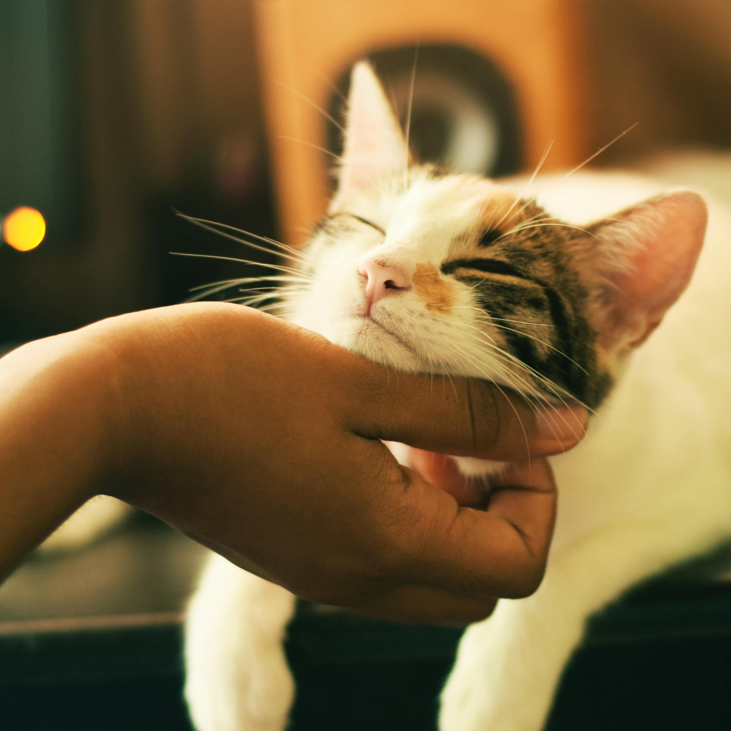 Uma mão coça o queixo de um gato malhado que parece feliz.