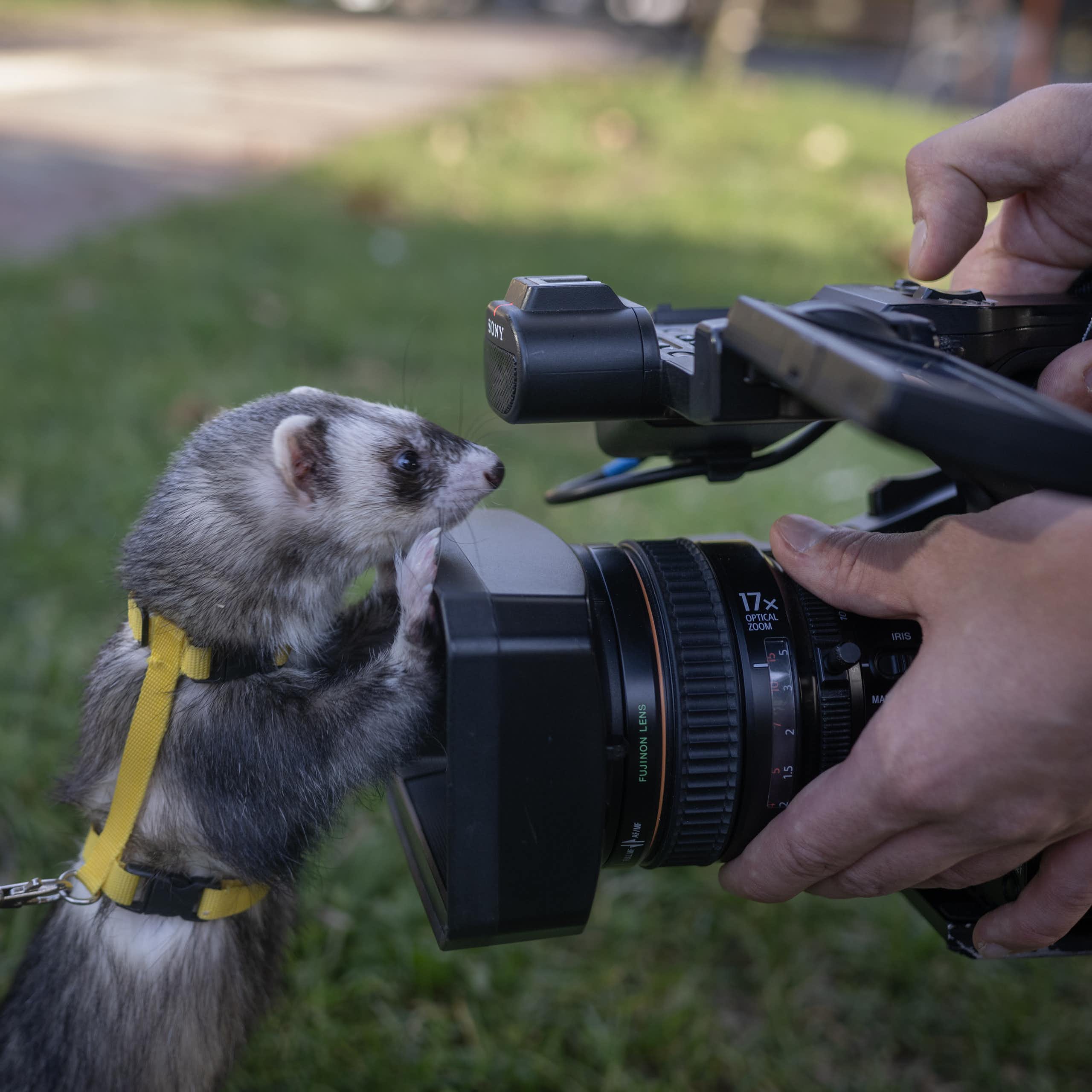 A ferret in a body harness stands up and holds onto its owner's video camera with its front paws