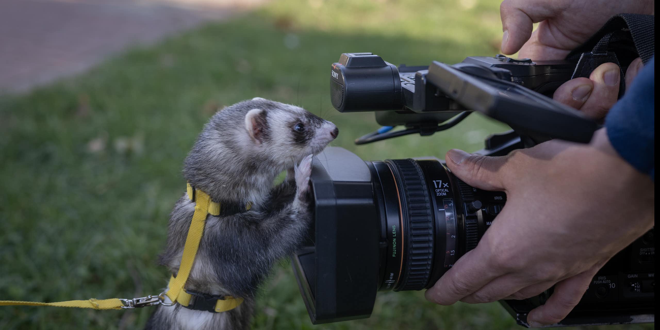 A ferret in a body harness stands up and holds onto its owner's video camera with its front paws