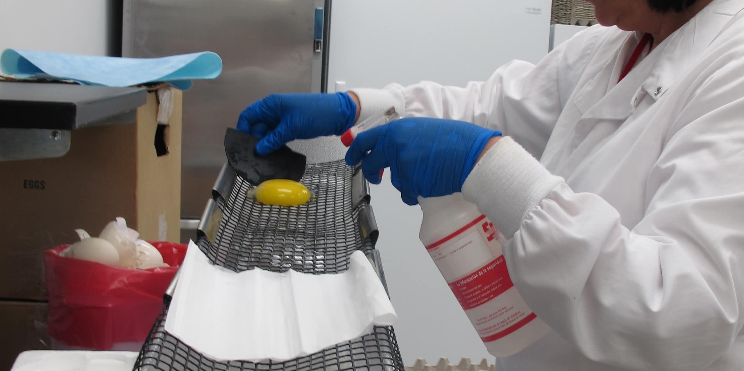 Substância extraída da gema de ovo e outros alimentos é promissora no tratamento de dor, gripe e doenças neurodegenerativas