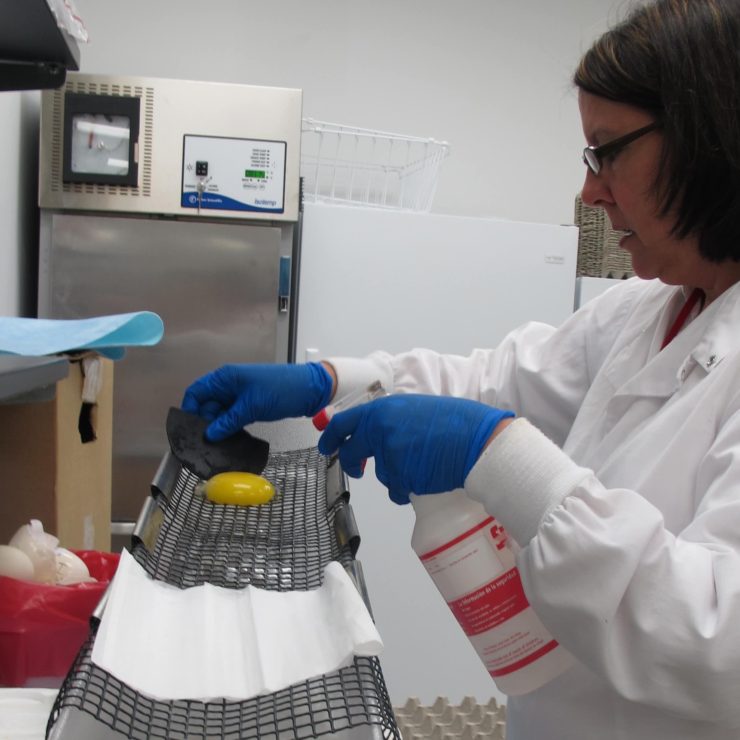 Substância extraída da gema de ovo e outros alimentos é promissora no tratamento de dor, gripe e doenças neurodegenerativas