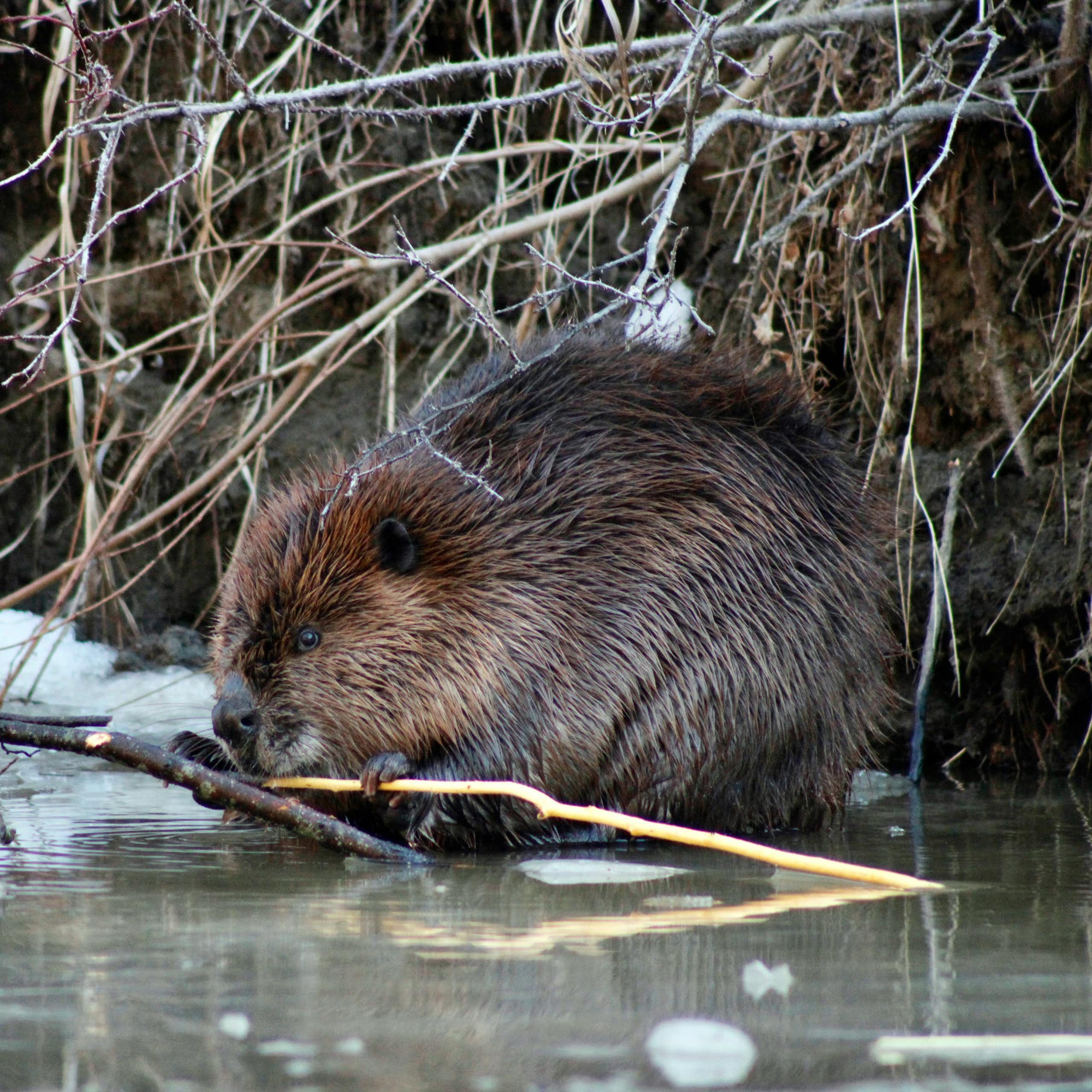 A beaver nibbles on a small branch. 