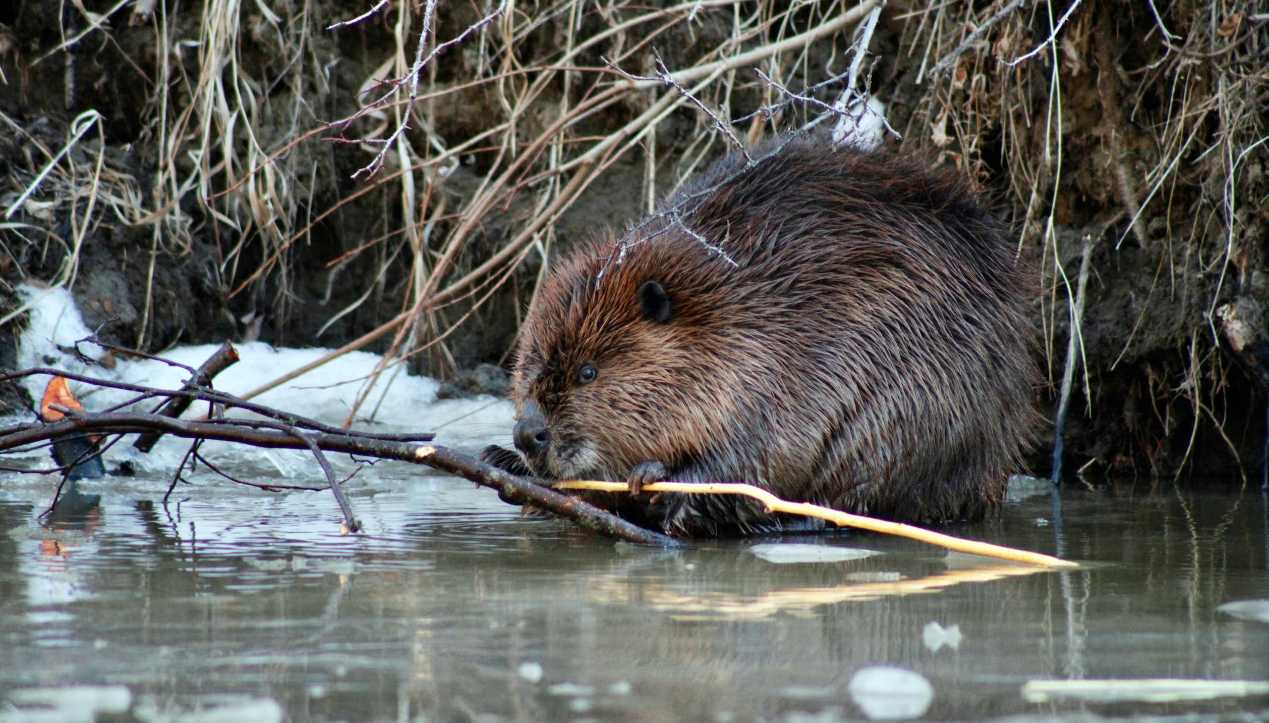 A beaver nibbles on a small branch. 