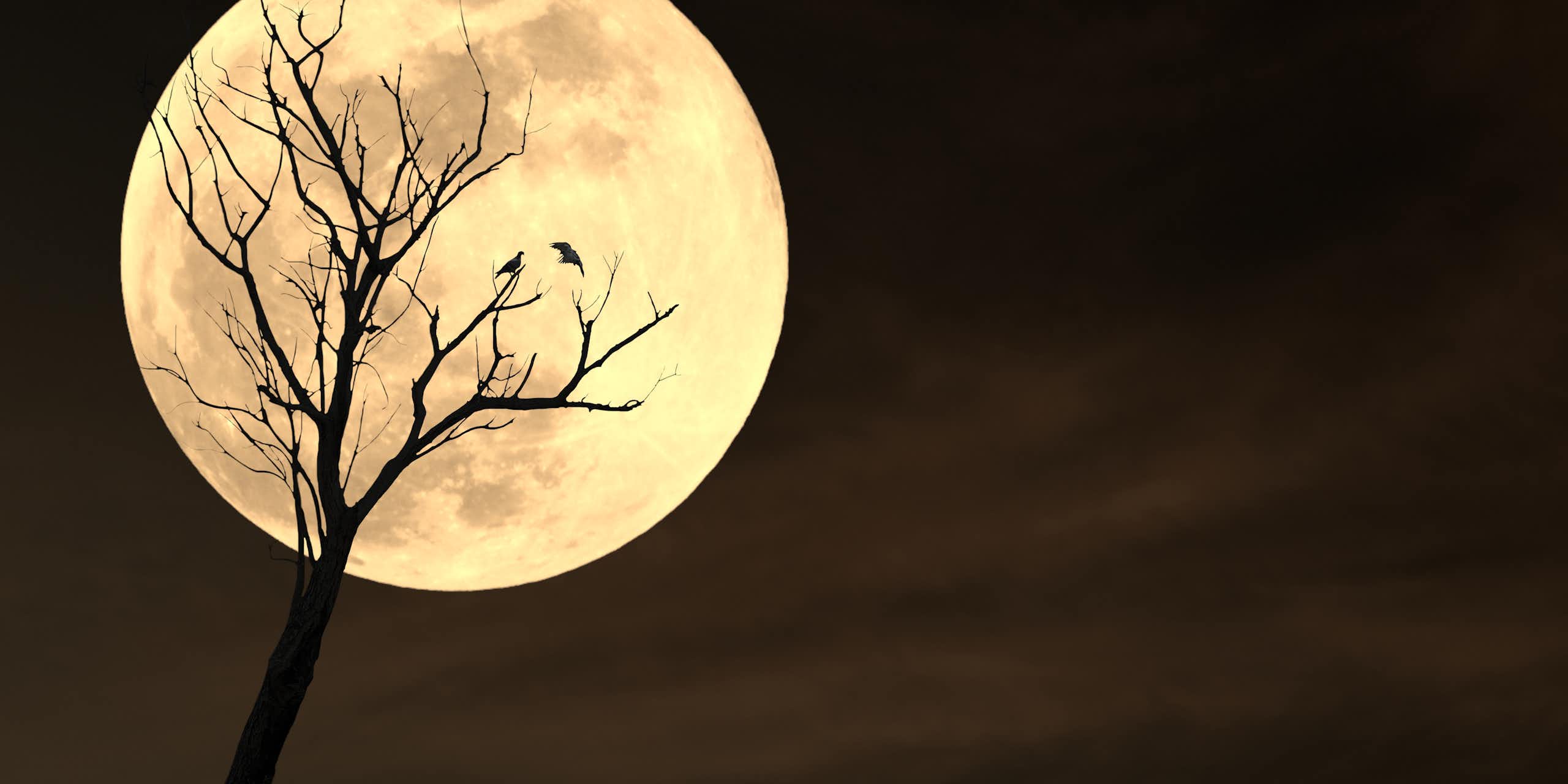 Dry tree against full moon
