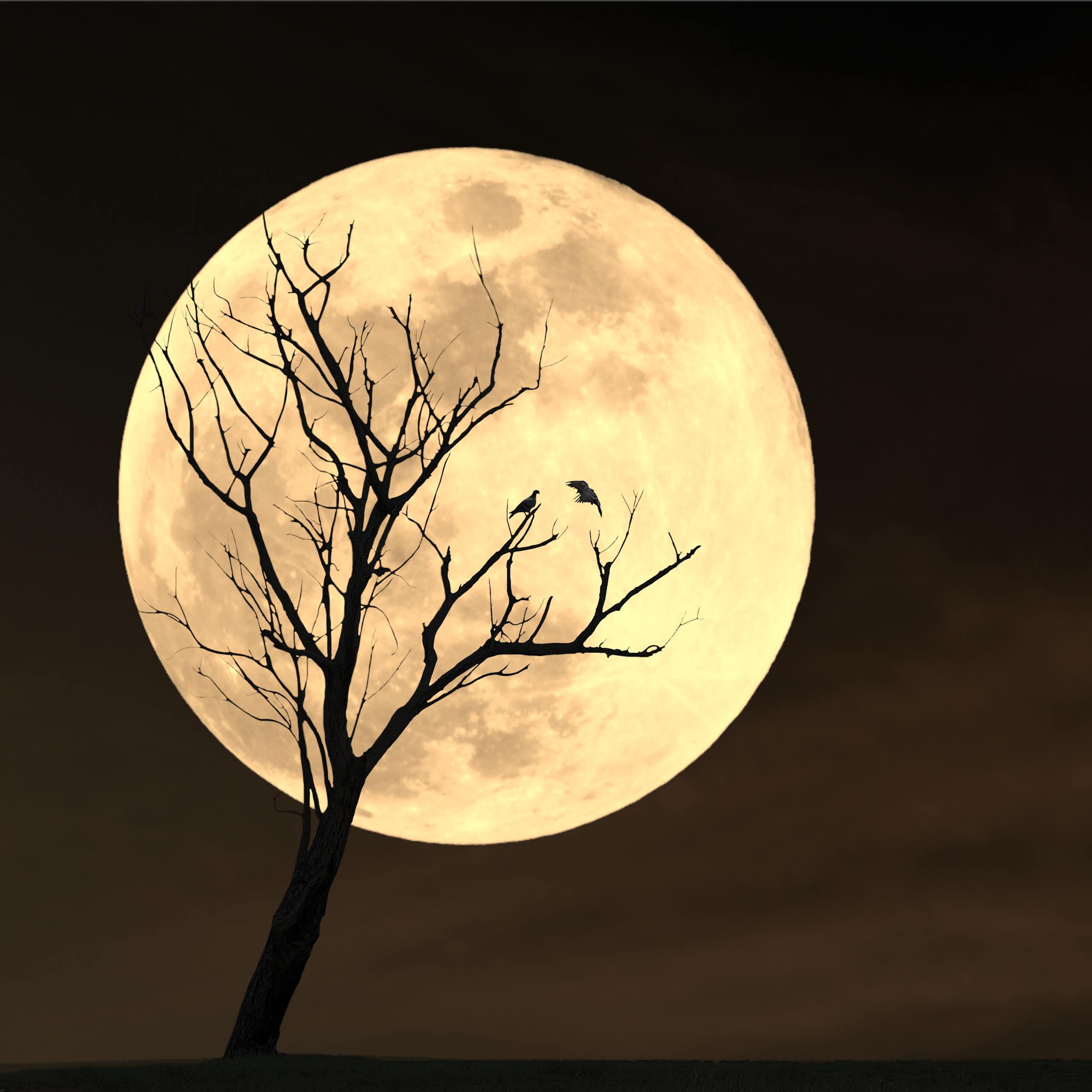 Dry tree against full moon
