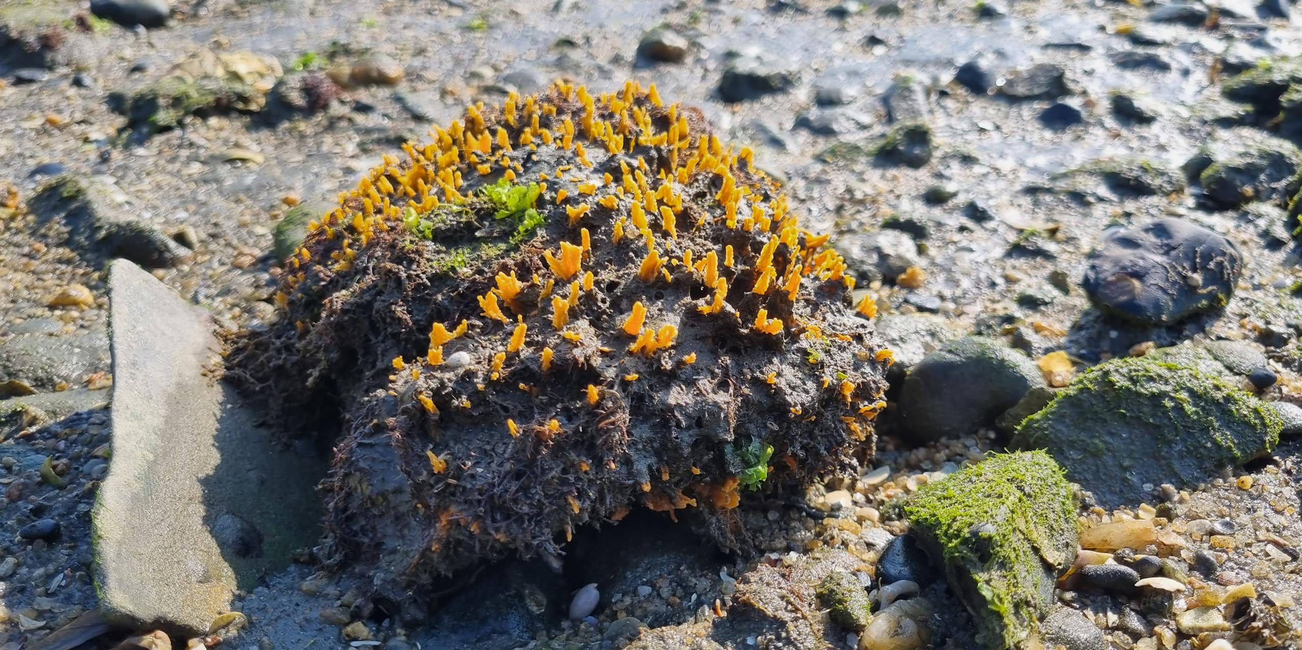 Foto mostra a esponja-sol ao lado de pedras. Ela é marrom, com pontos amarelos