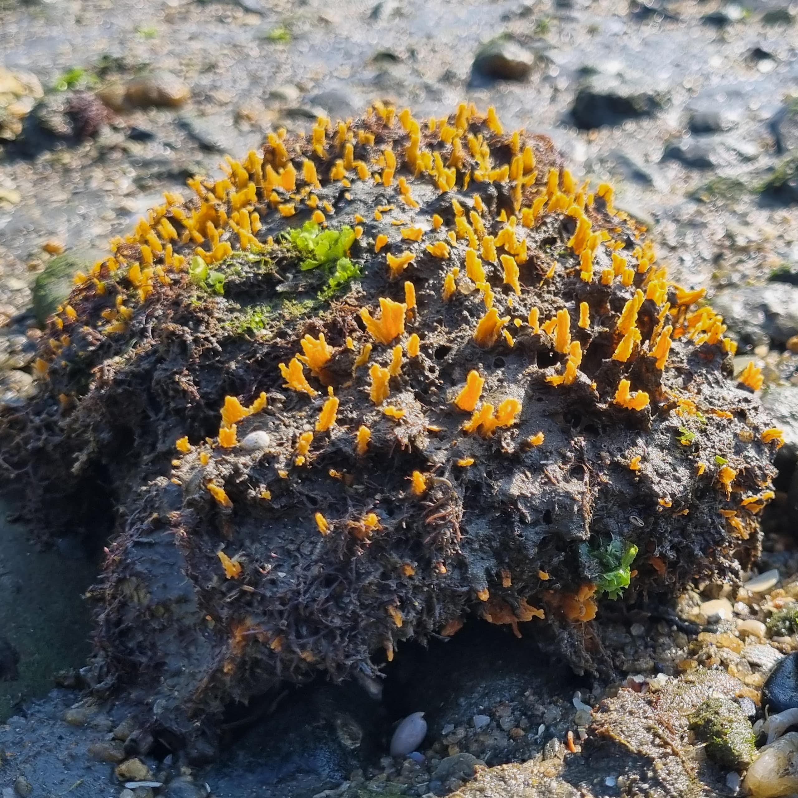 La foto muestra la esponja sol junto a unas rocas. Es marrón con puntos amarillos