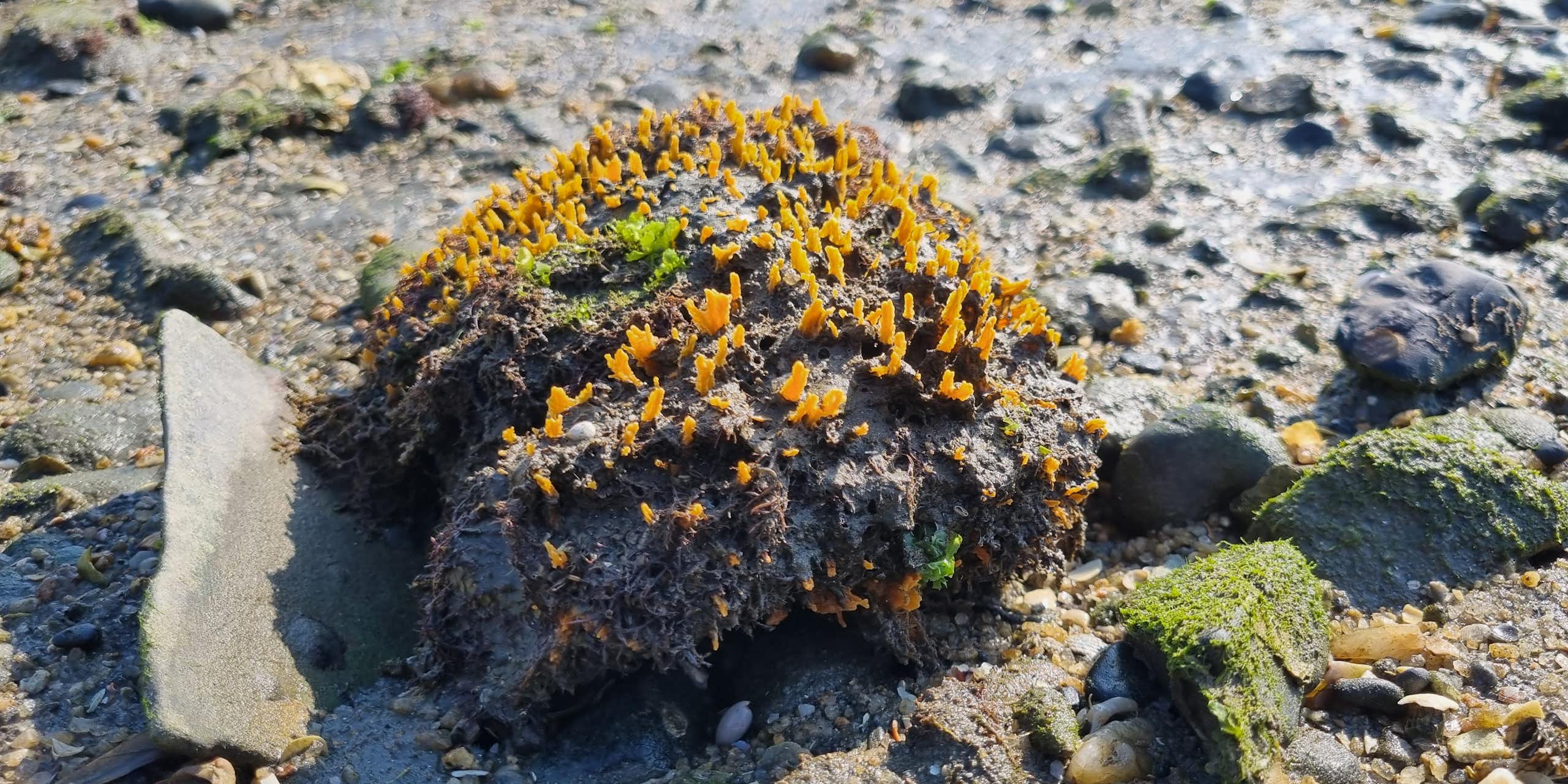 La foto muestra la esponja sol junto a unas rocas. Es marrón con puntos amarillos