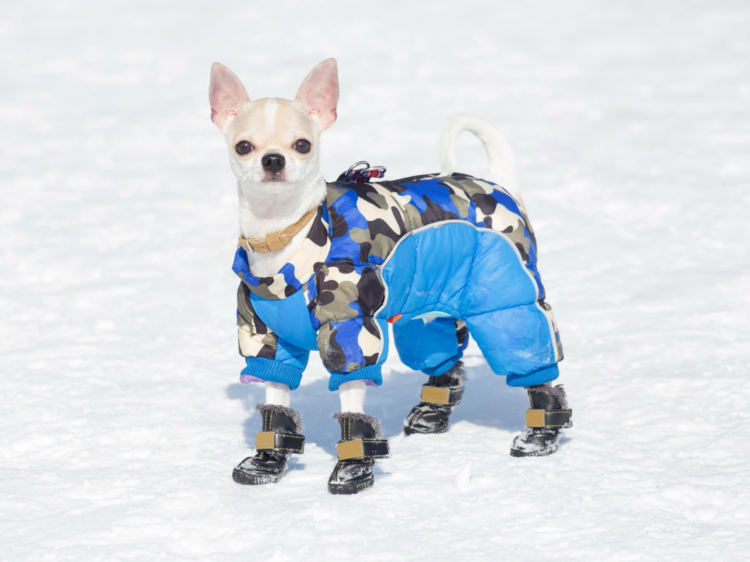 Chihuahua à poil court en manteau et bottes dans la neige