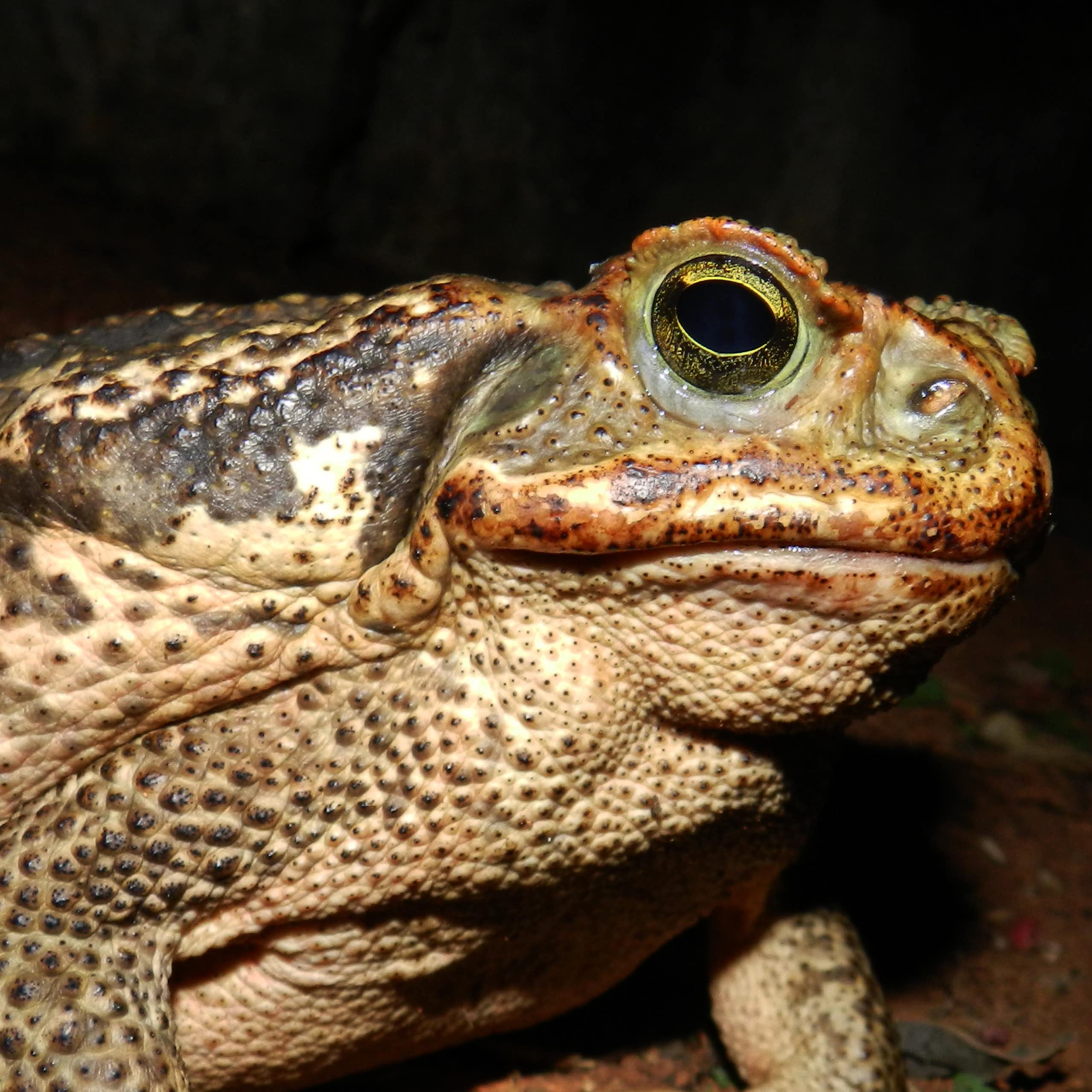Foto noturna mostra um sapo boi bem e perto, com a pele amarronzada