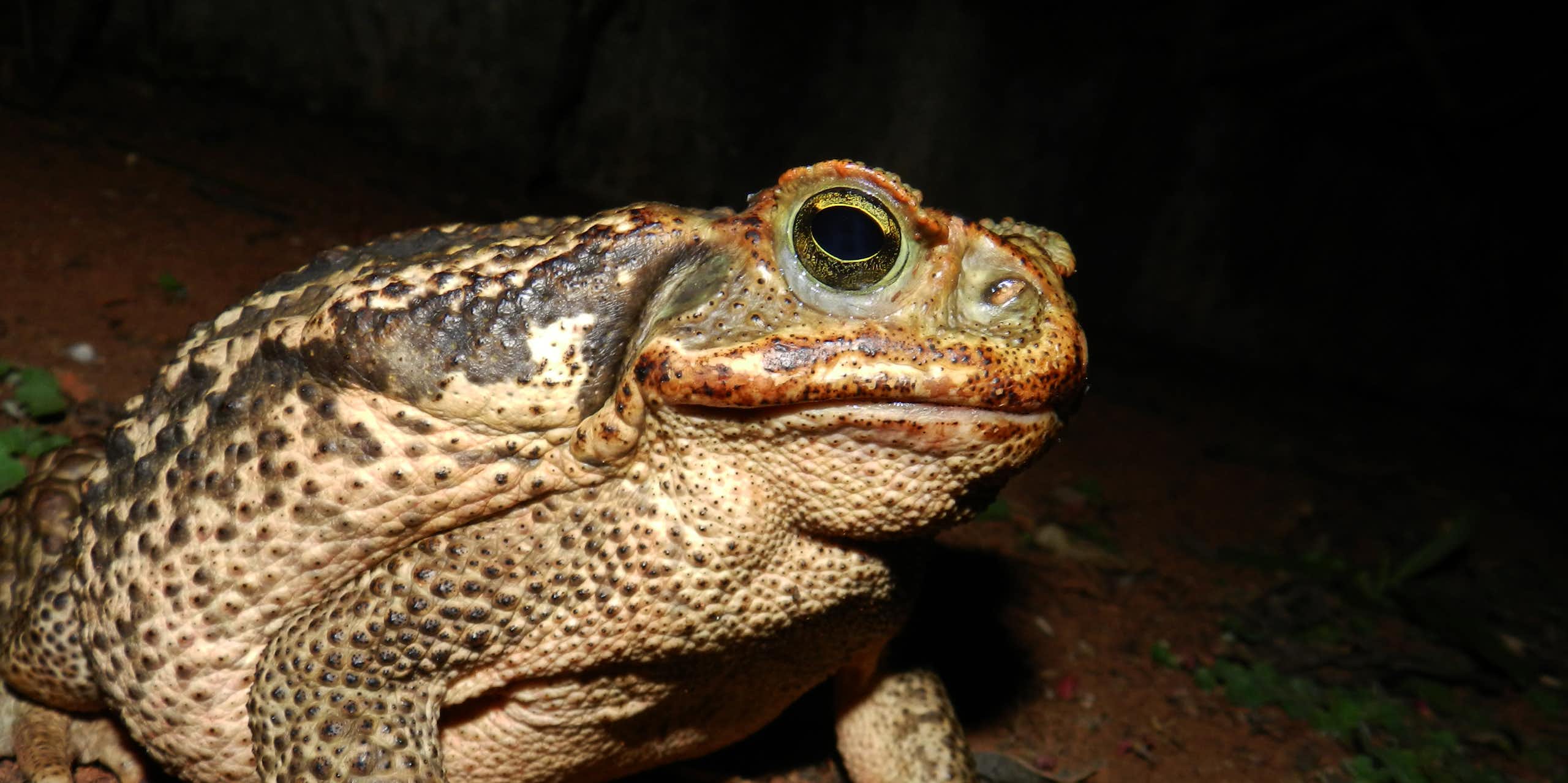 Foto noturna mostra um sapo boi bem e perto, com a pele amarronzada