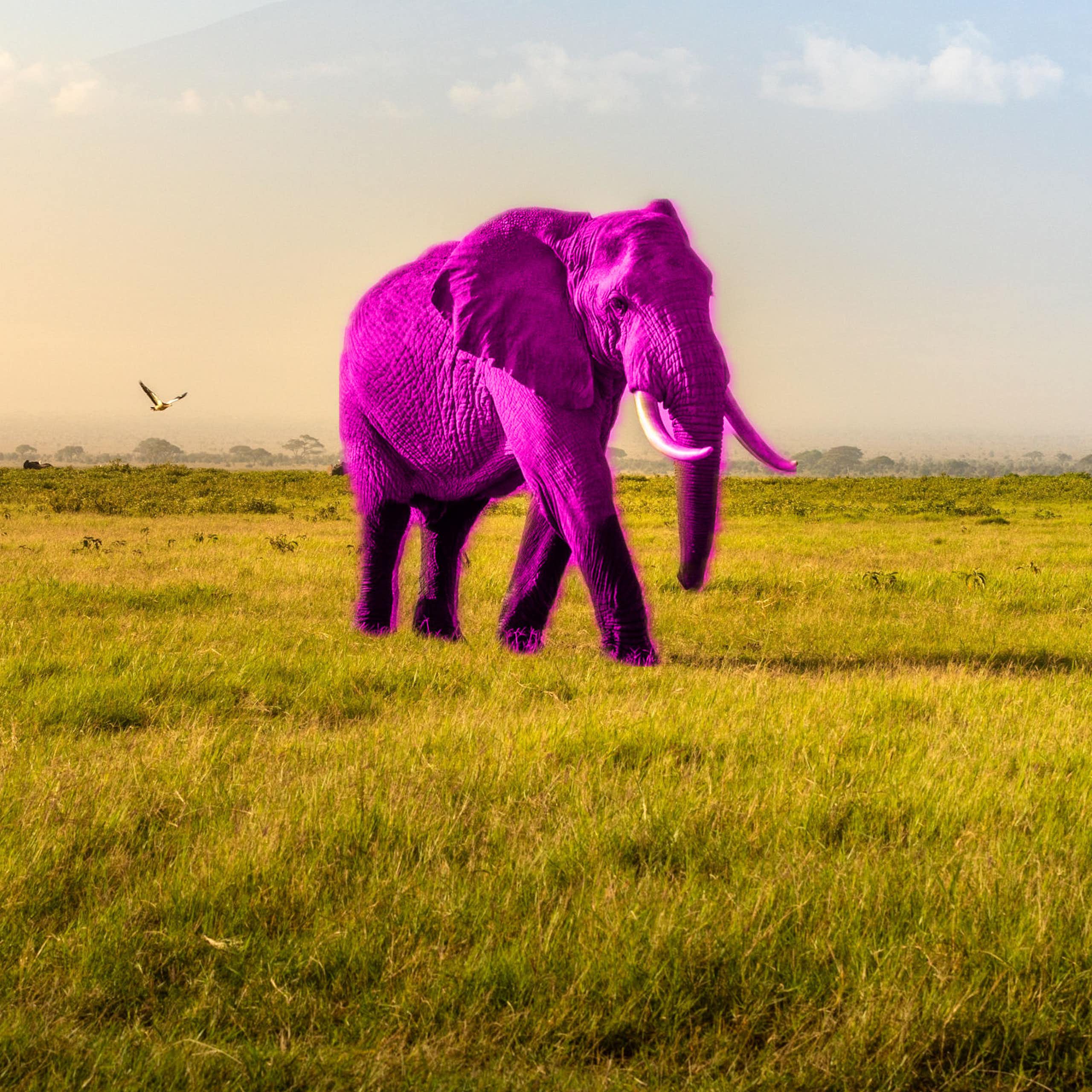 Foto colorida mostrando um elefante rosa brilhante caminhando por uma planície gramada. 