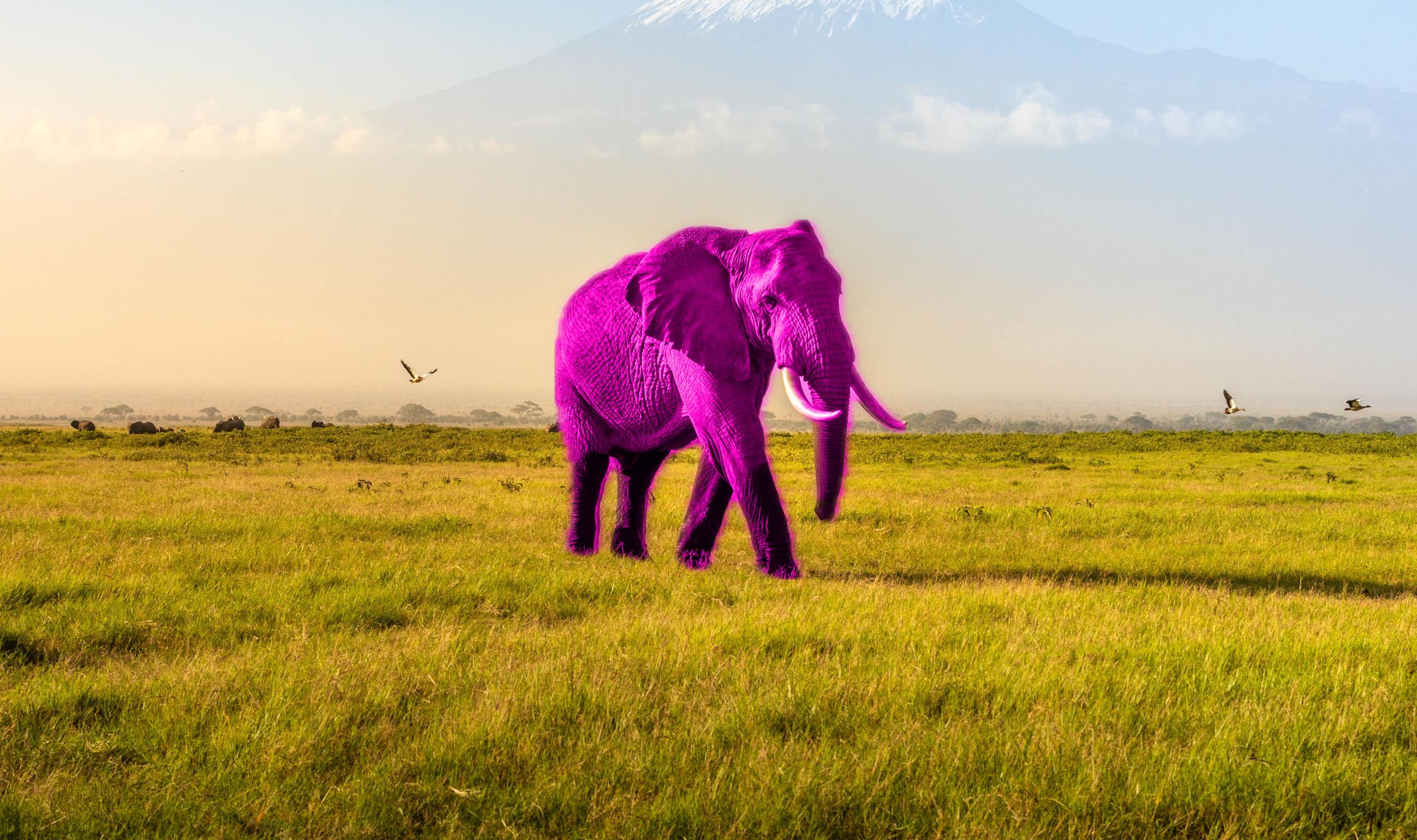 Foto colorida mostrando um elefante rosa brilhante caminhando por uma planície gramada. 