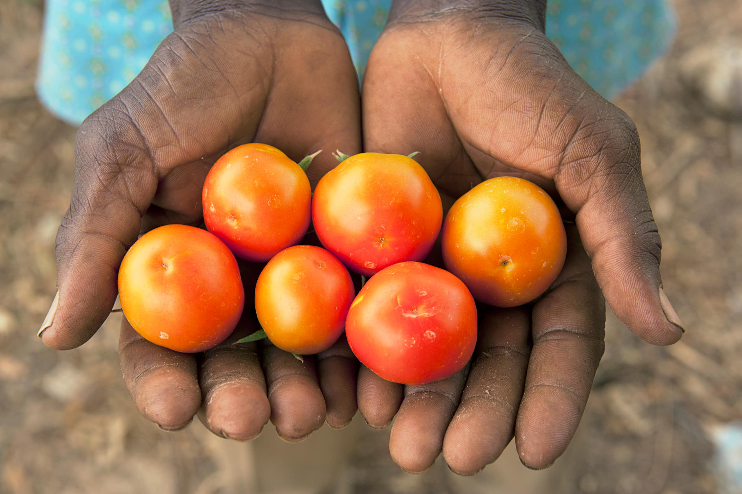 Hands holding tomatoes