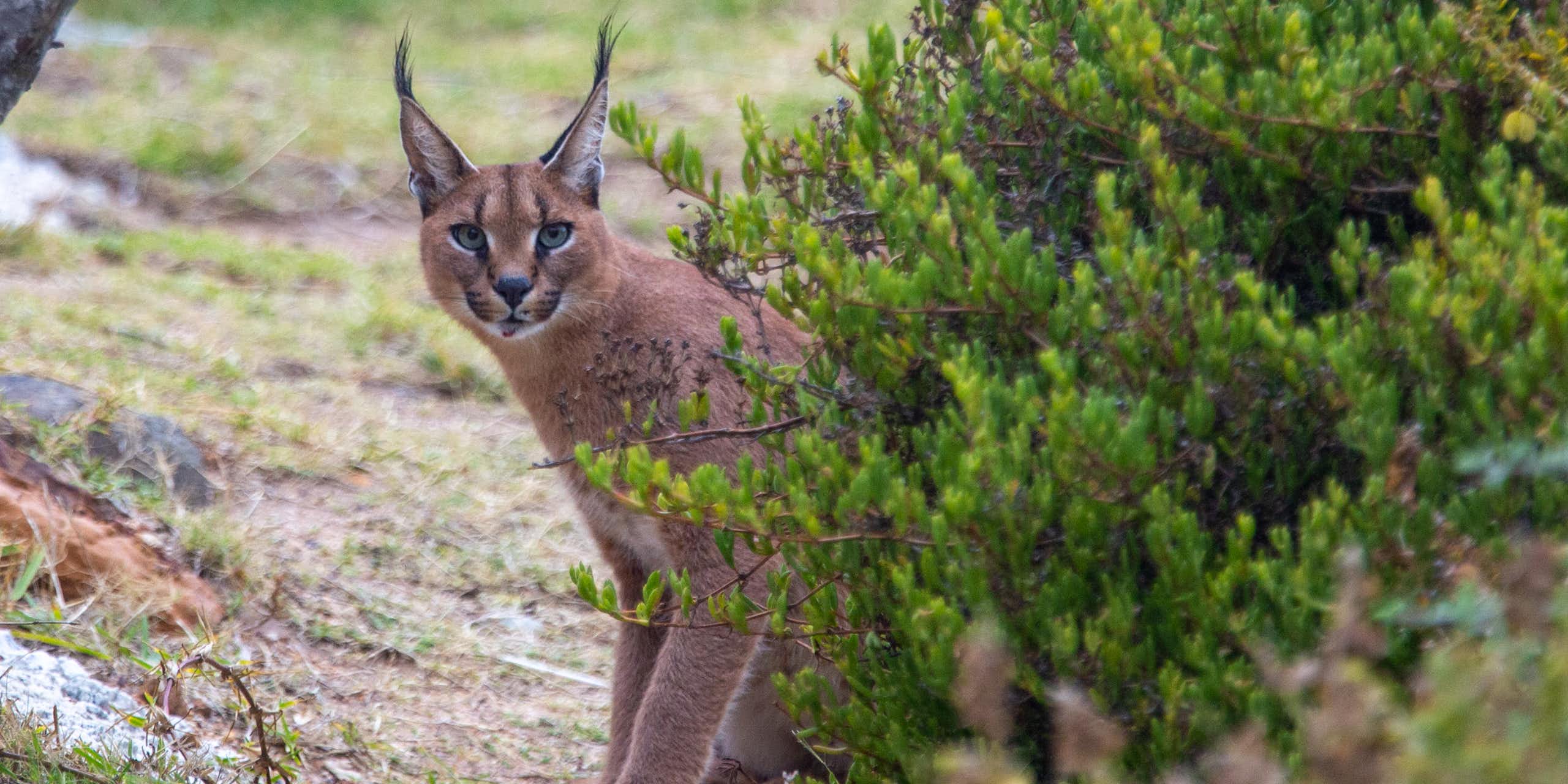 A medium-sized wild cat with a russet-coloured coat and pointy, tufted ears peers at the photographer from behind a stand of bushes