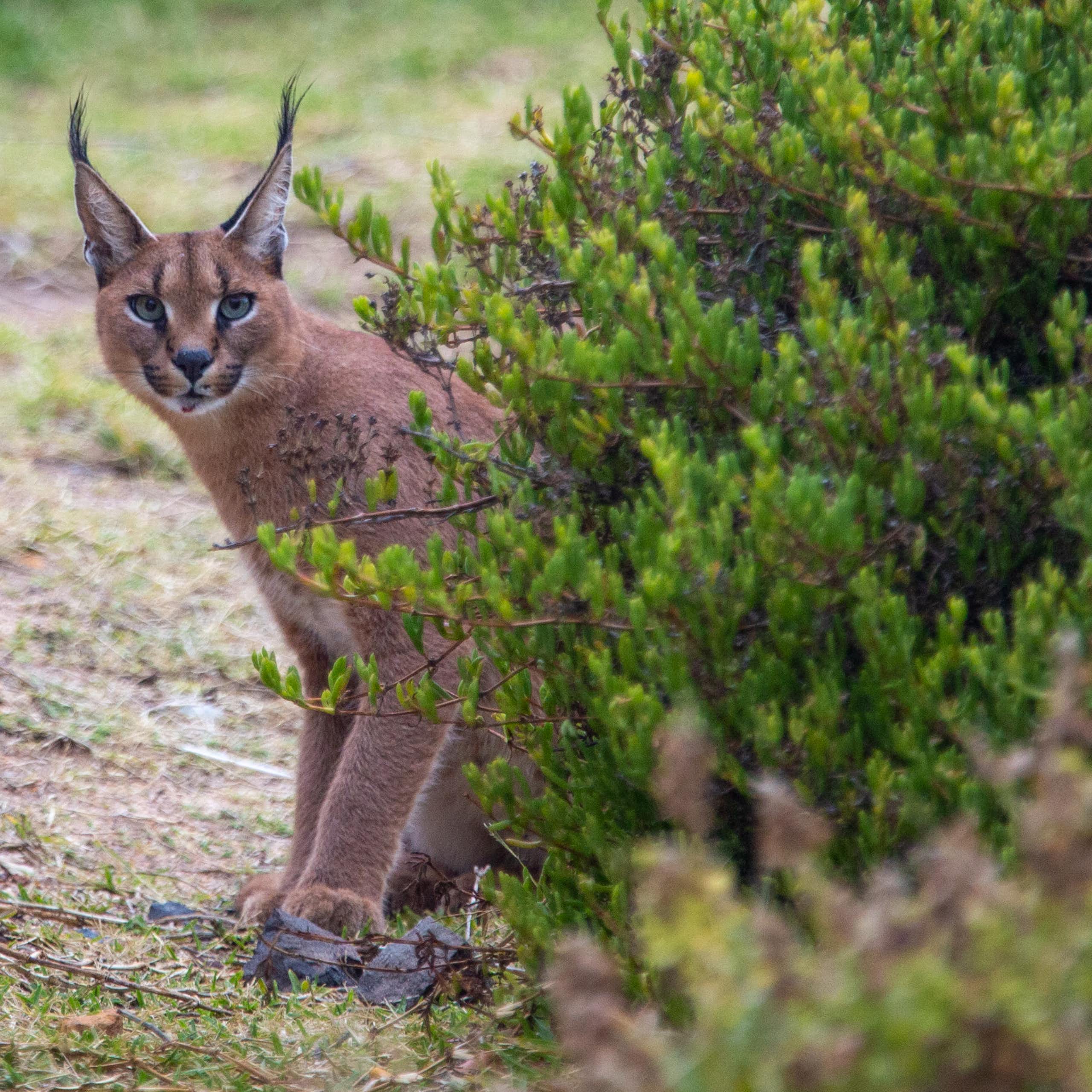 A medium-sized wild cat with a russet-coloured coat and pointy, tufted ears peers at the photographer from behind a stand of bushes