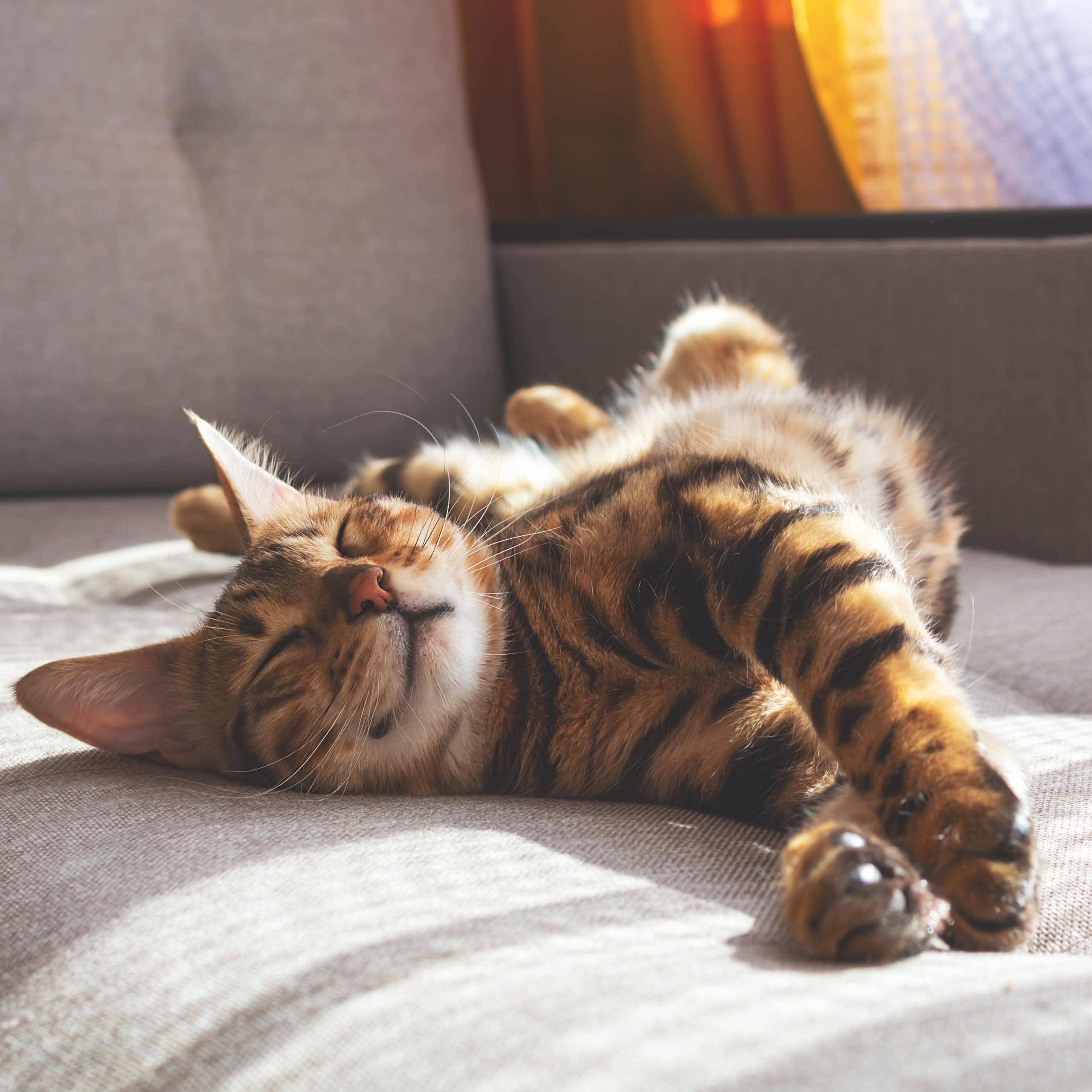 How can I keep my cat happy? 5 tips from a vet to help your feline friend live their best life