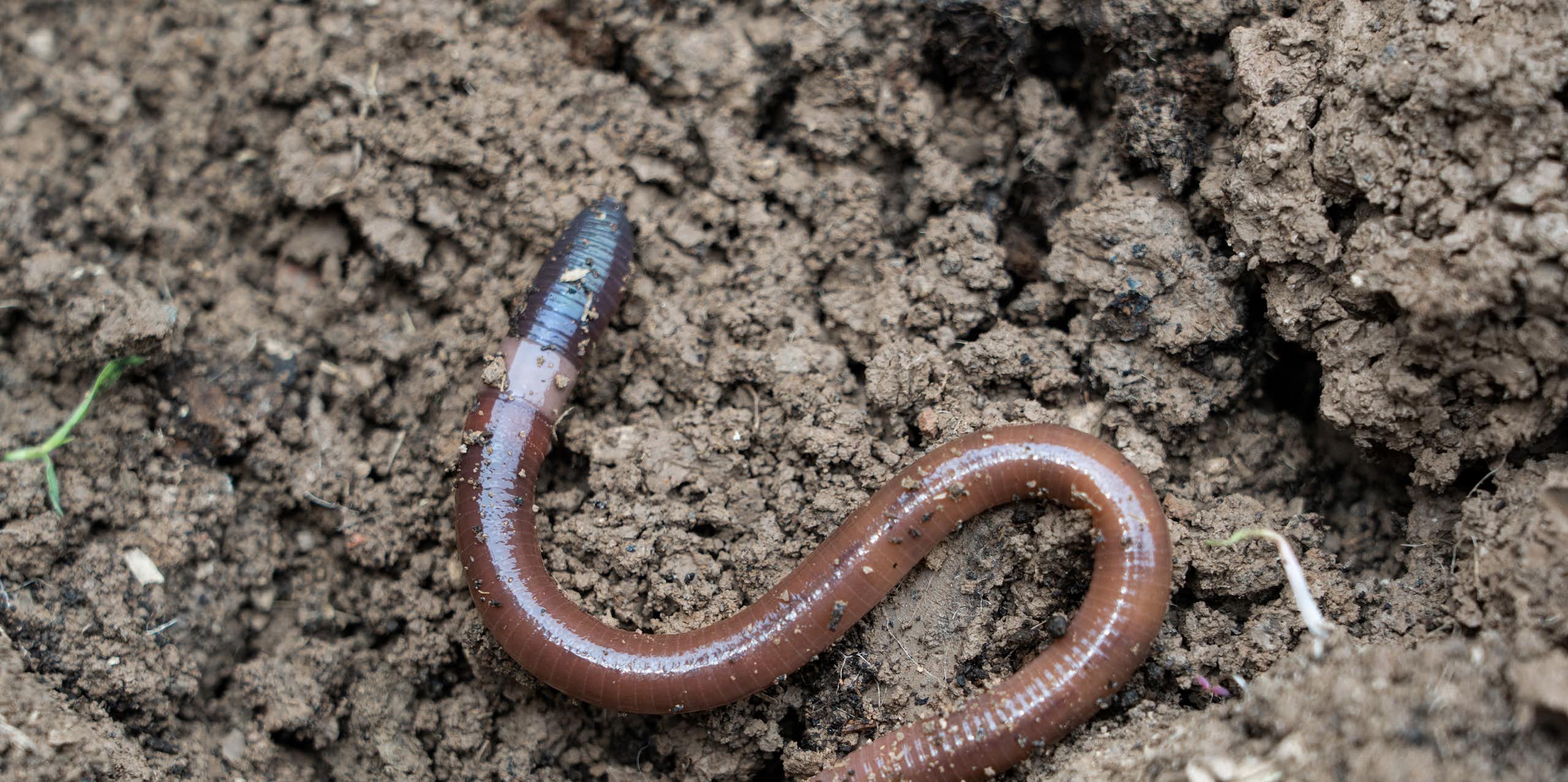 An earthworm in damp soil