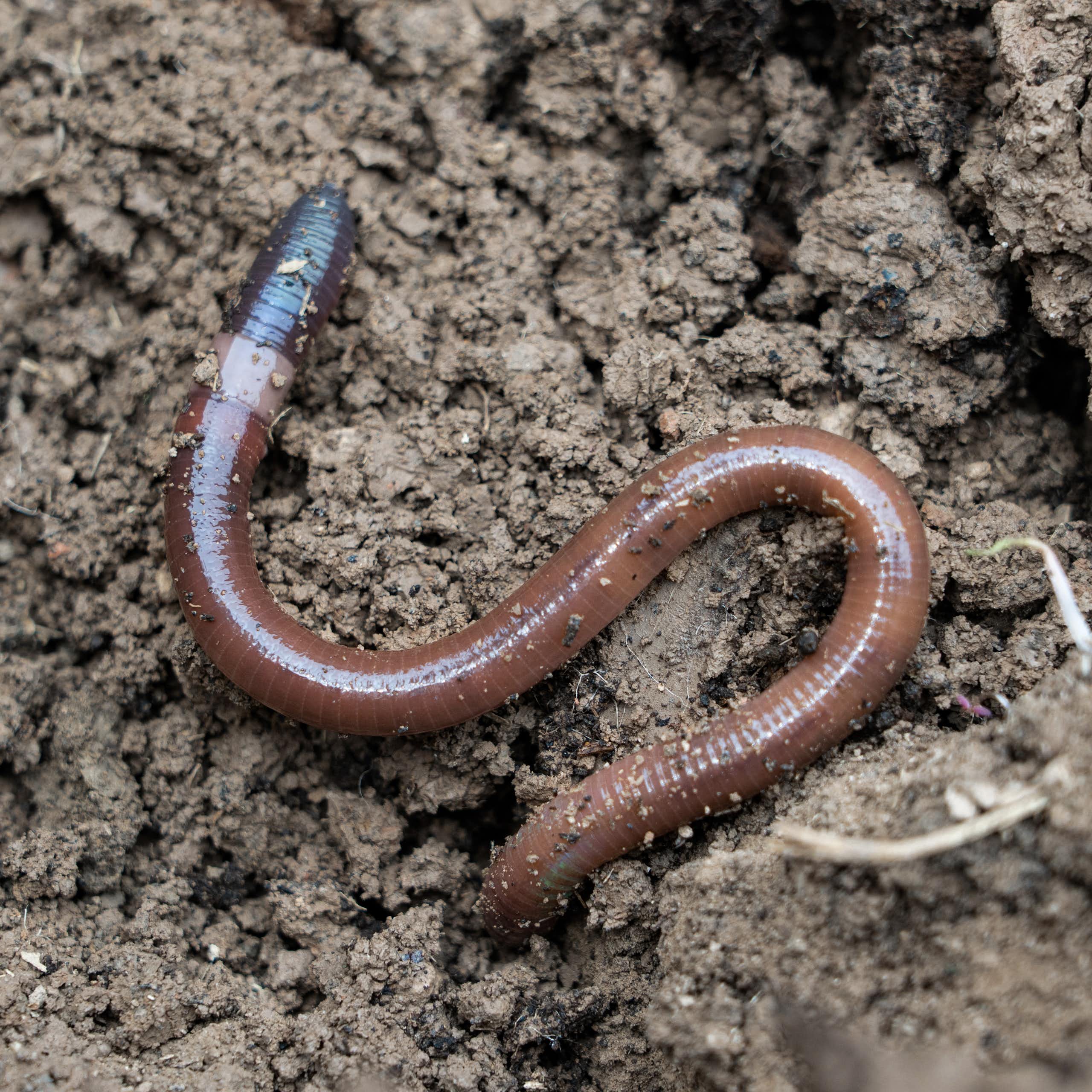 An earthworm in damp soil