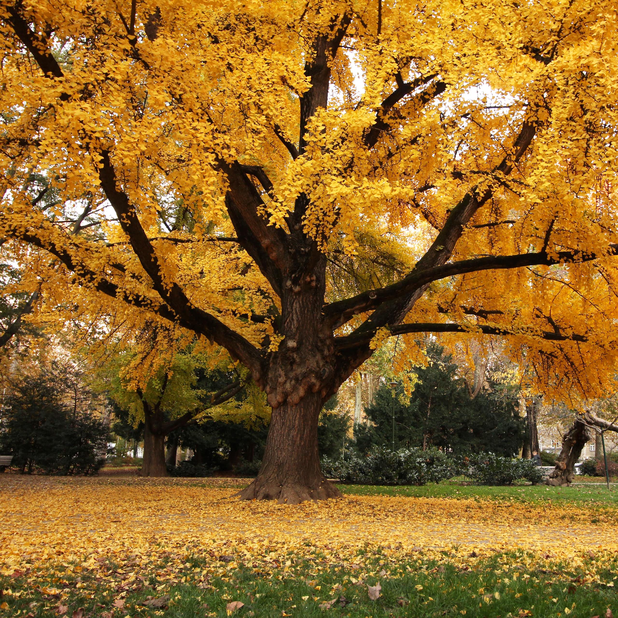 Ginkgo, el árbol que pone huevos