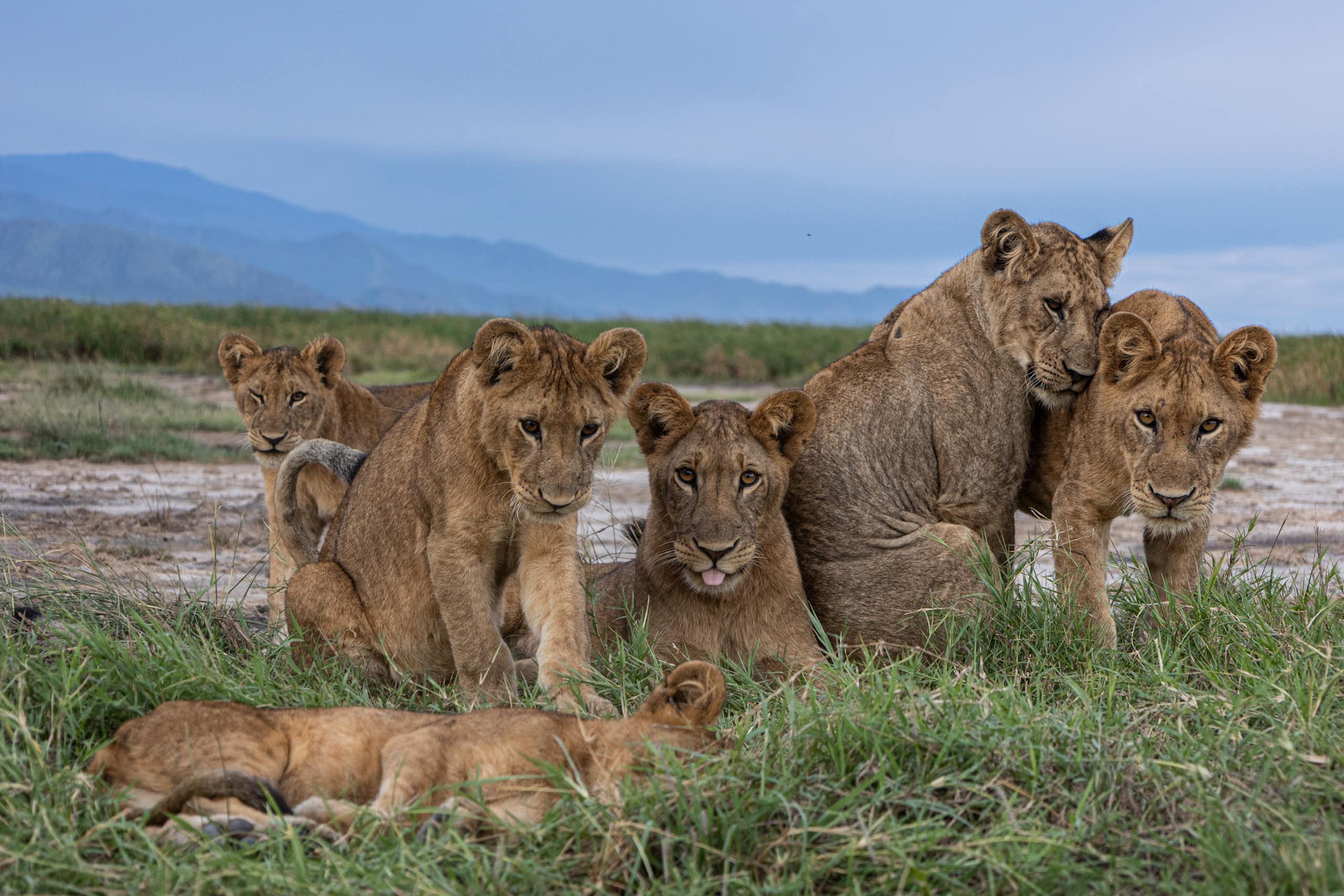 Counting Uganda’s lions: we found that wildlife rangers do a better job than machines