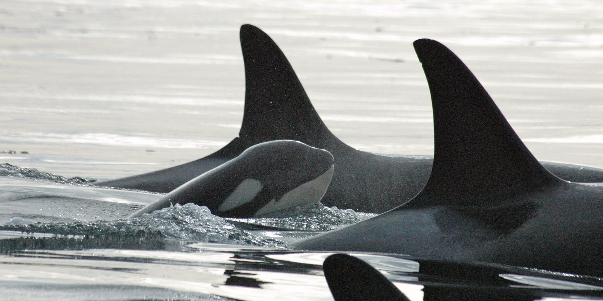 A baby orca among family.
