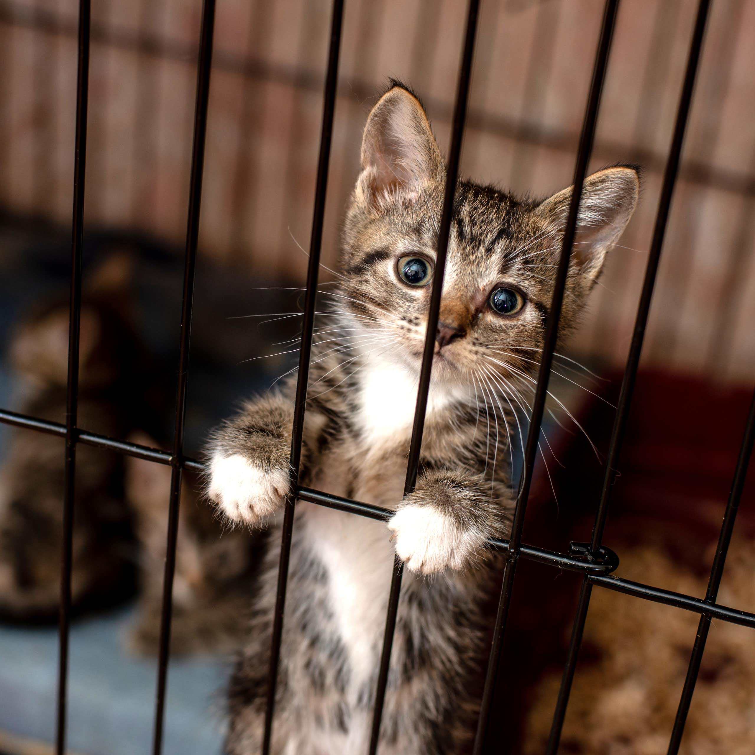 Um gatinho fica sobre as patas traseiras em uma gaiola.