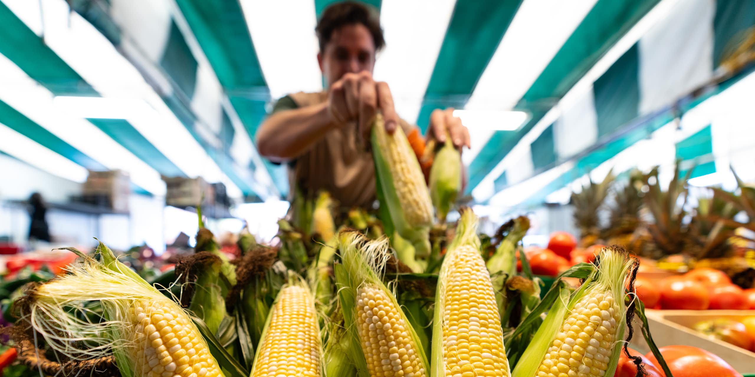A person fills a display with fresh cobs of corn in a farmer's market