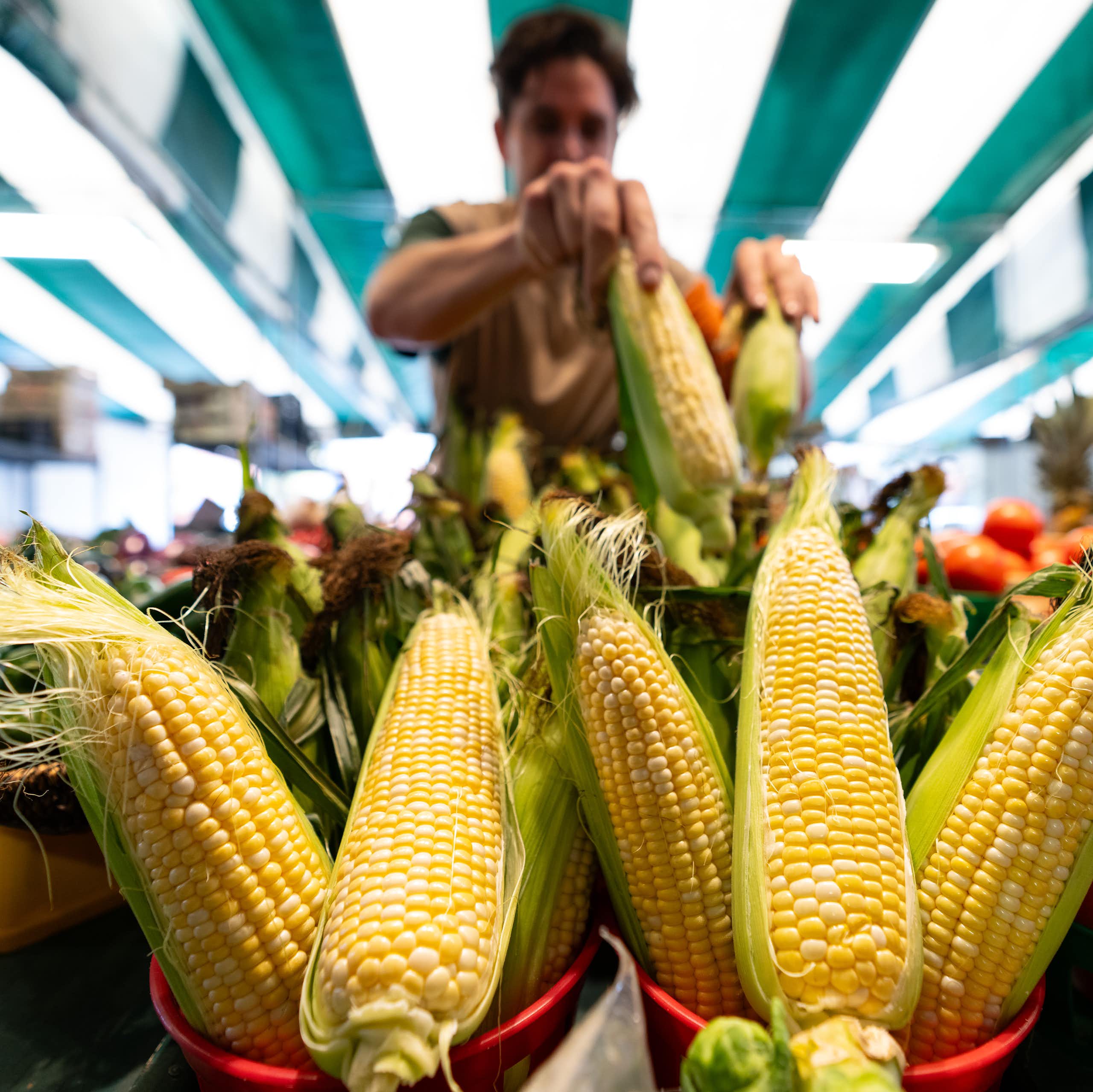 A person fills a display with fresh cobs of corn in a farmer's market
