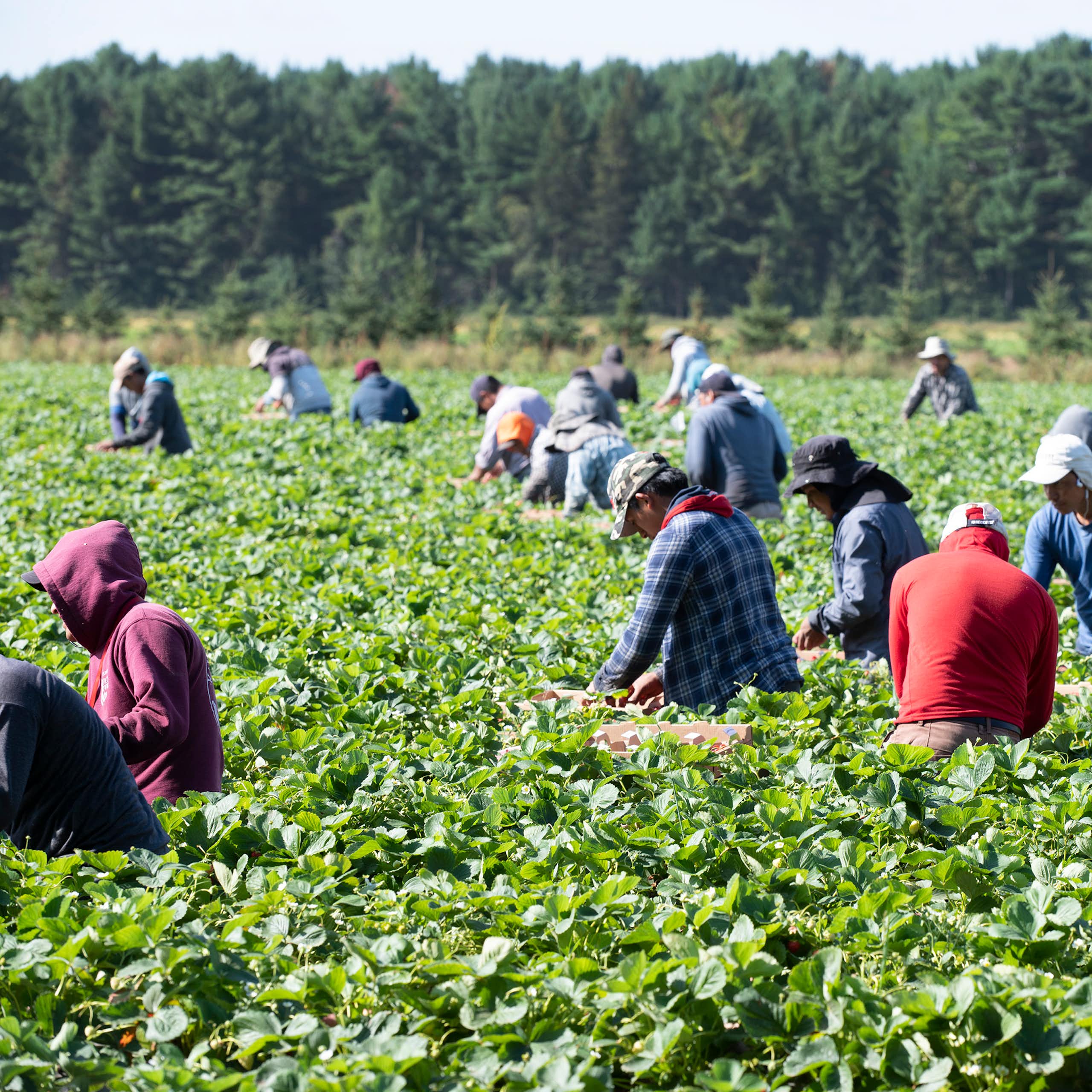 Several people, many in hoodies or ball caps, pick strawberries.