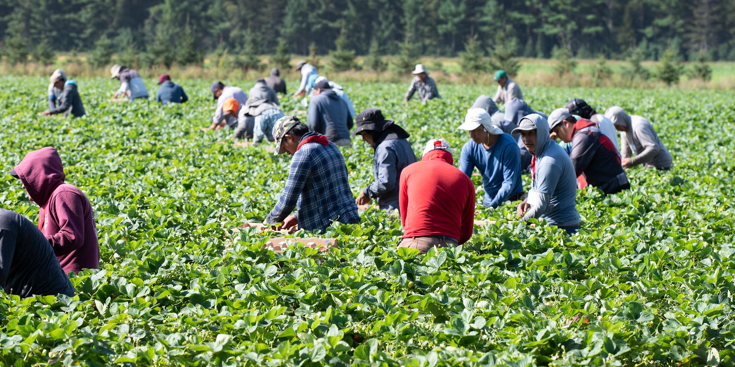 Several people, many in hoodies or ball caps, pick strawberries.