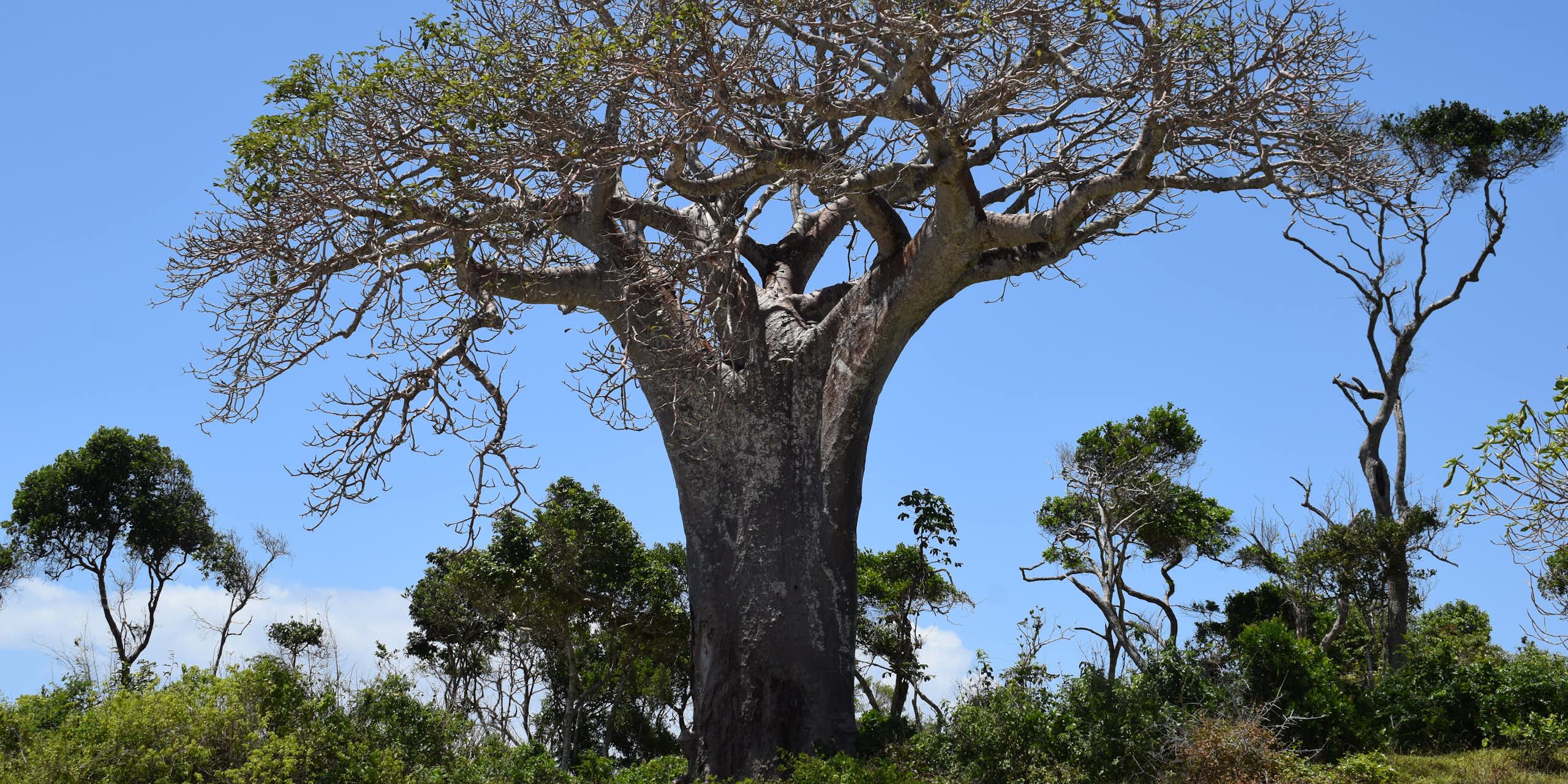 Baobab is a superfood with growing global demand – that’s bad news for the sacred African tree