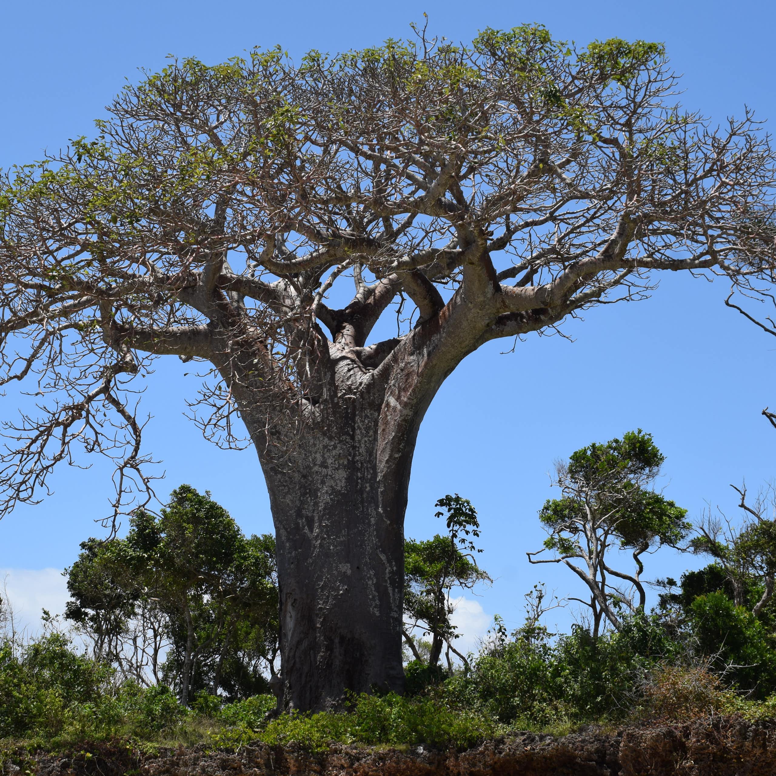 Baobab is a superfood with growing global demand – that’s bad news for the sacred African tree