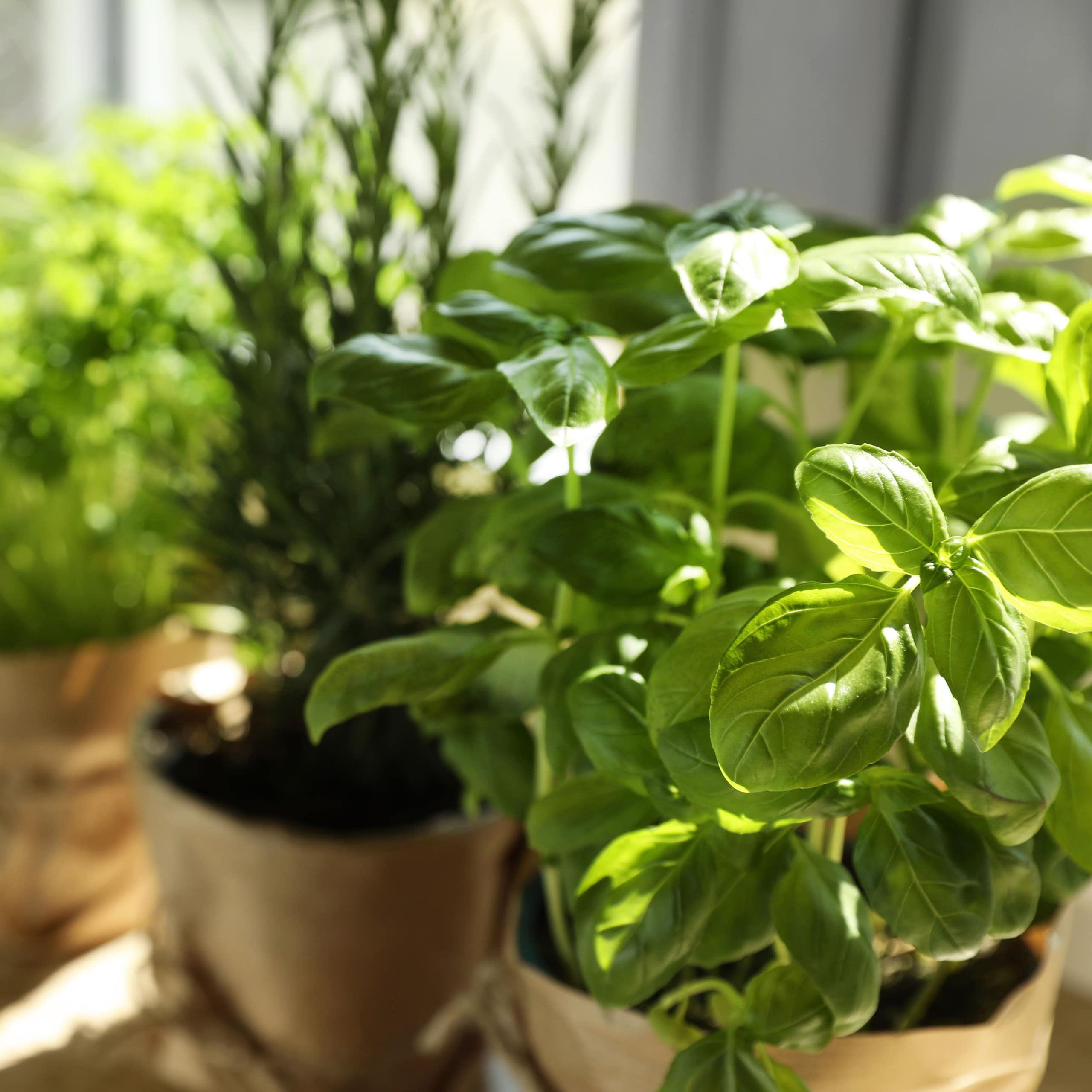 Potted herbs sit in the sun
