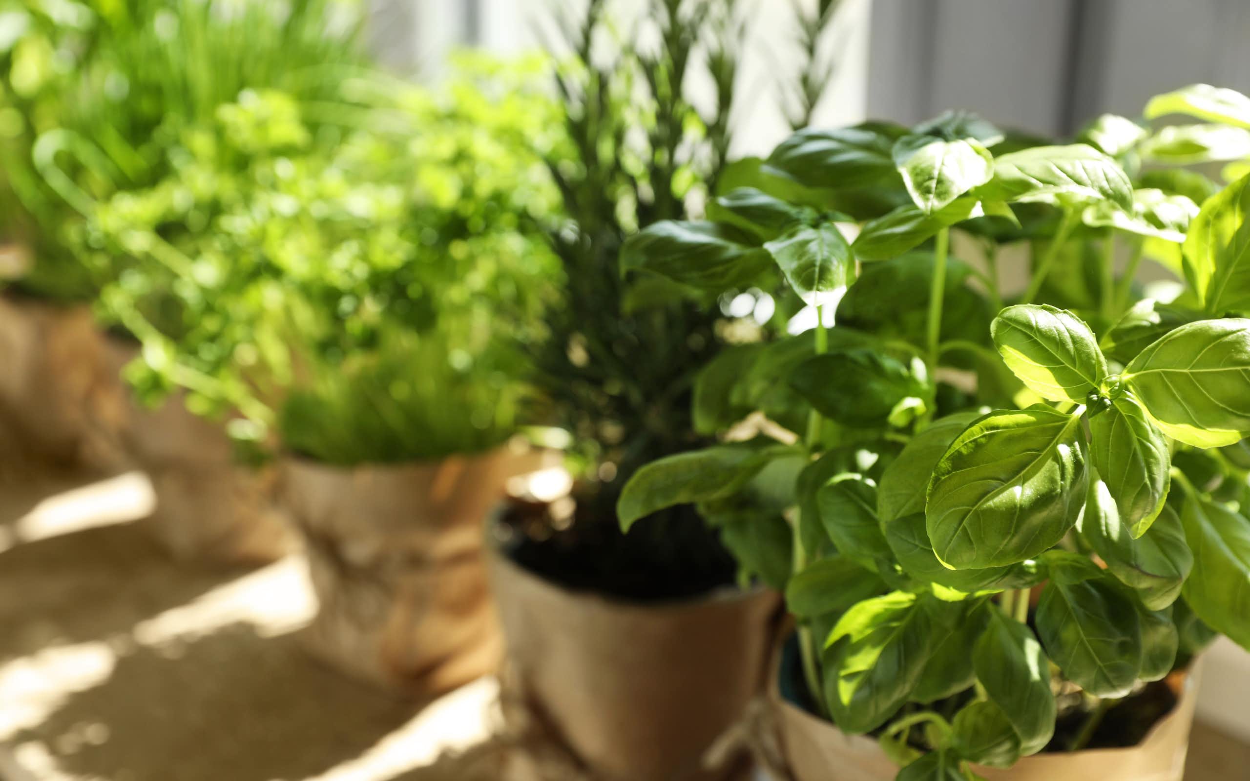 Potted herbs sit in the sun