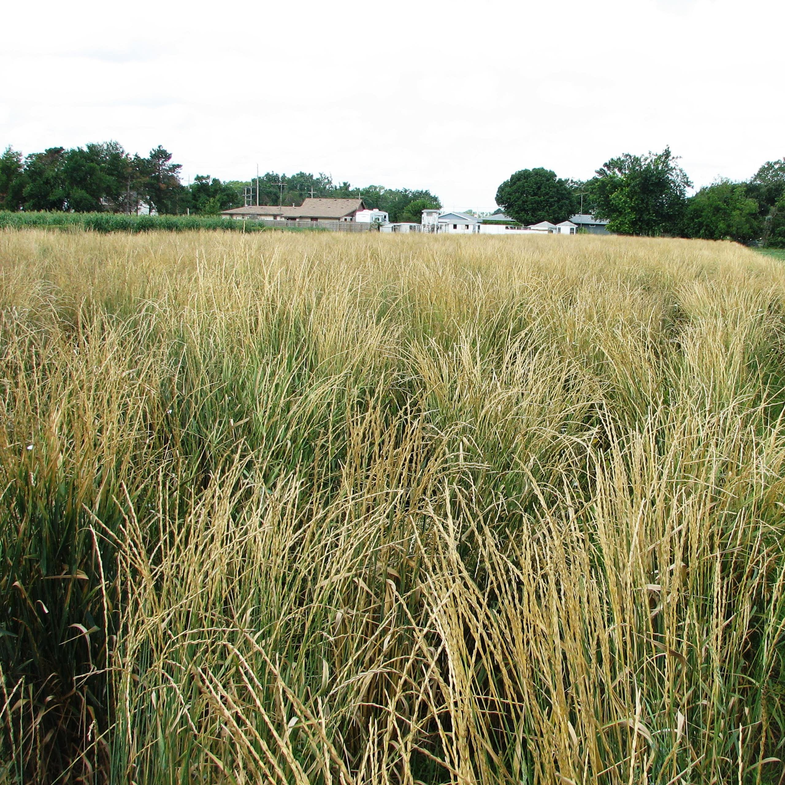 Sembrar el futuro con cereales perennes en el Mediterráneo